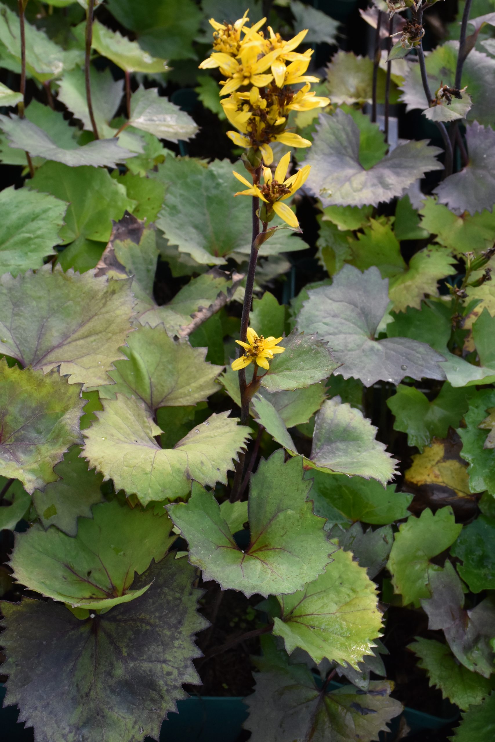 9788_ligularia_stenocephala_little_rocket_XS_002.jpg