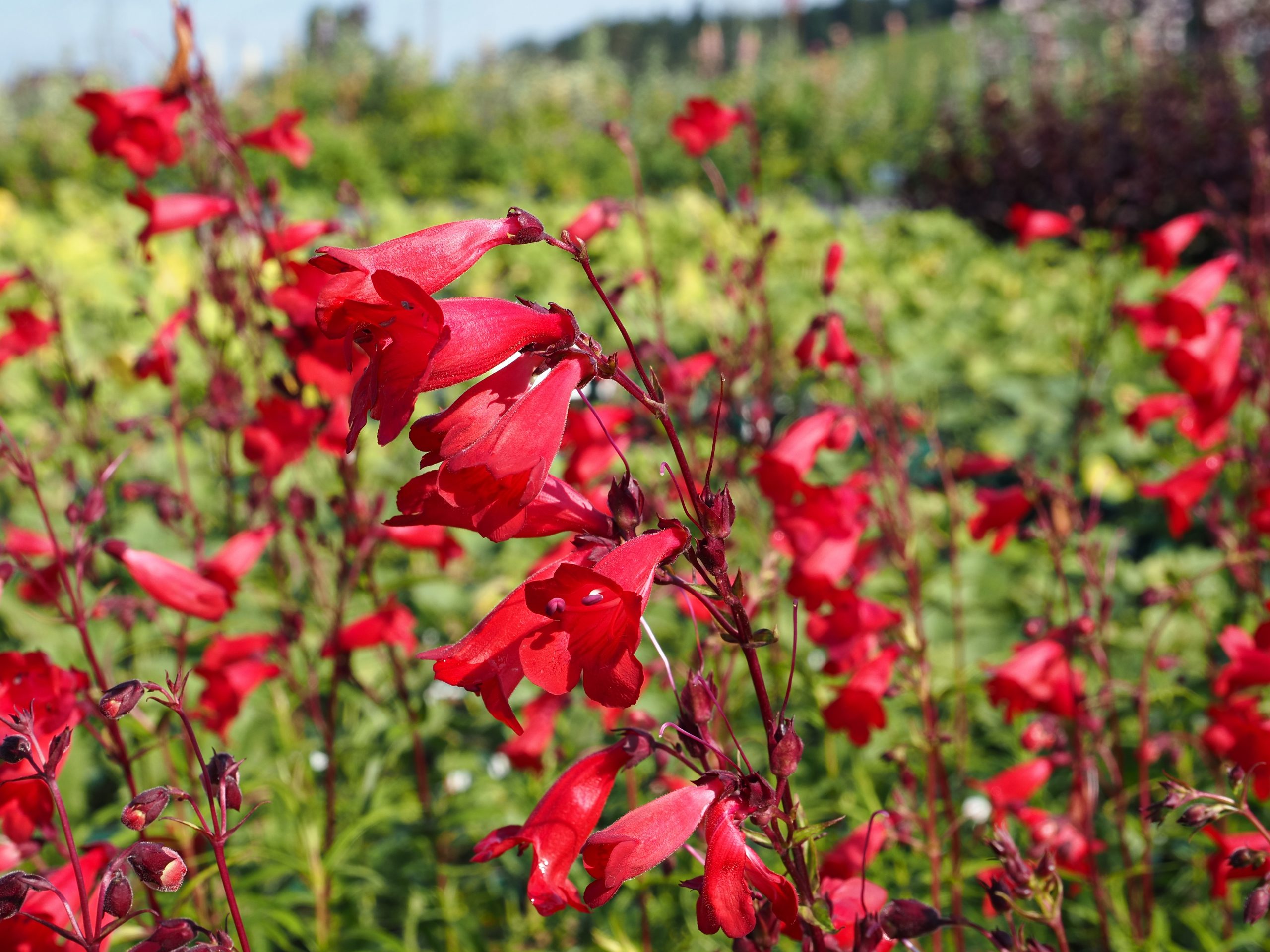 9793_penstemon_cultorum_paul_schonholzer_BG_005.jpg