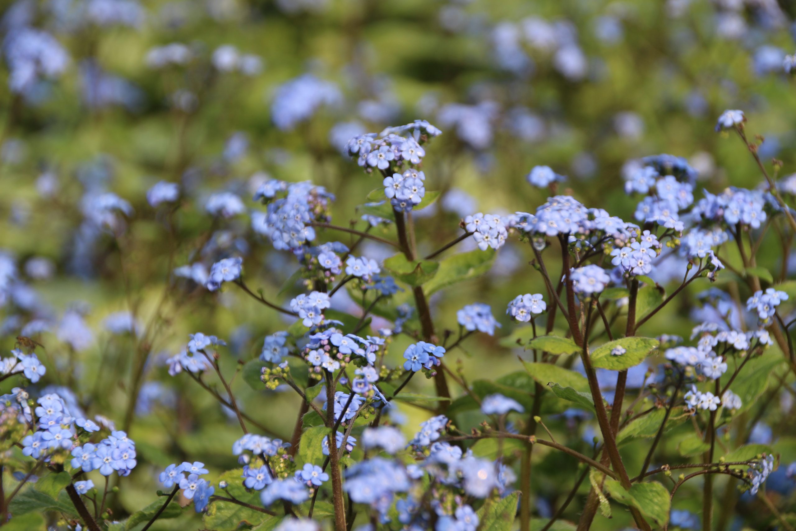979_brunnera_macrophylla_jack_frost_SS_002.jpeg