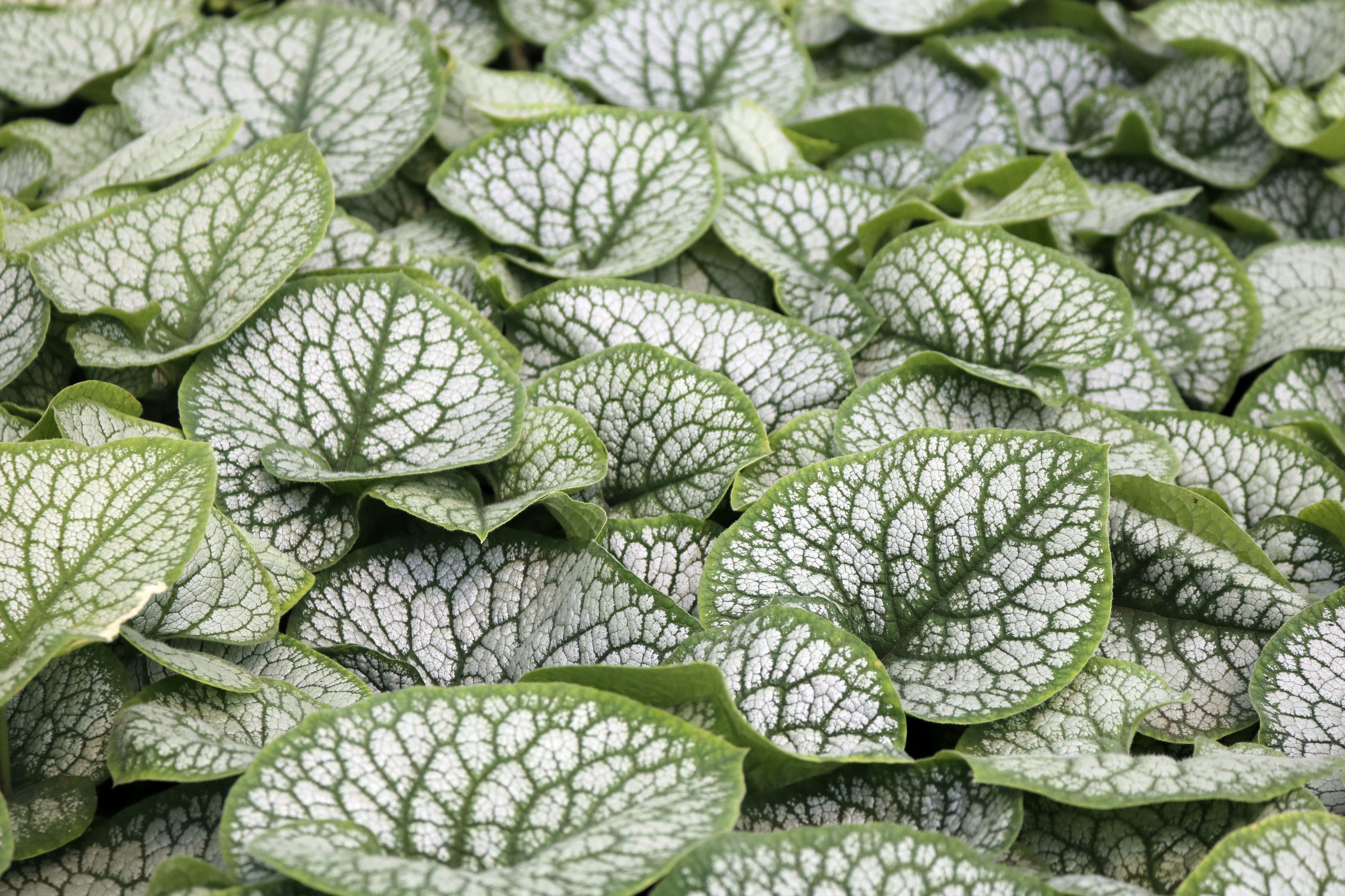 980_brunnera_macrophylla_jack_frost_XS_003.jpeg