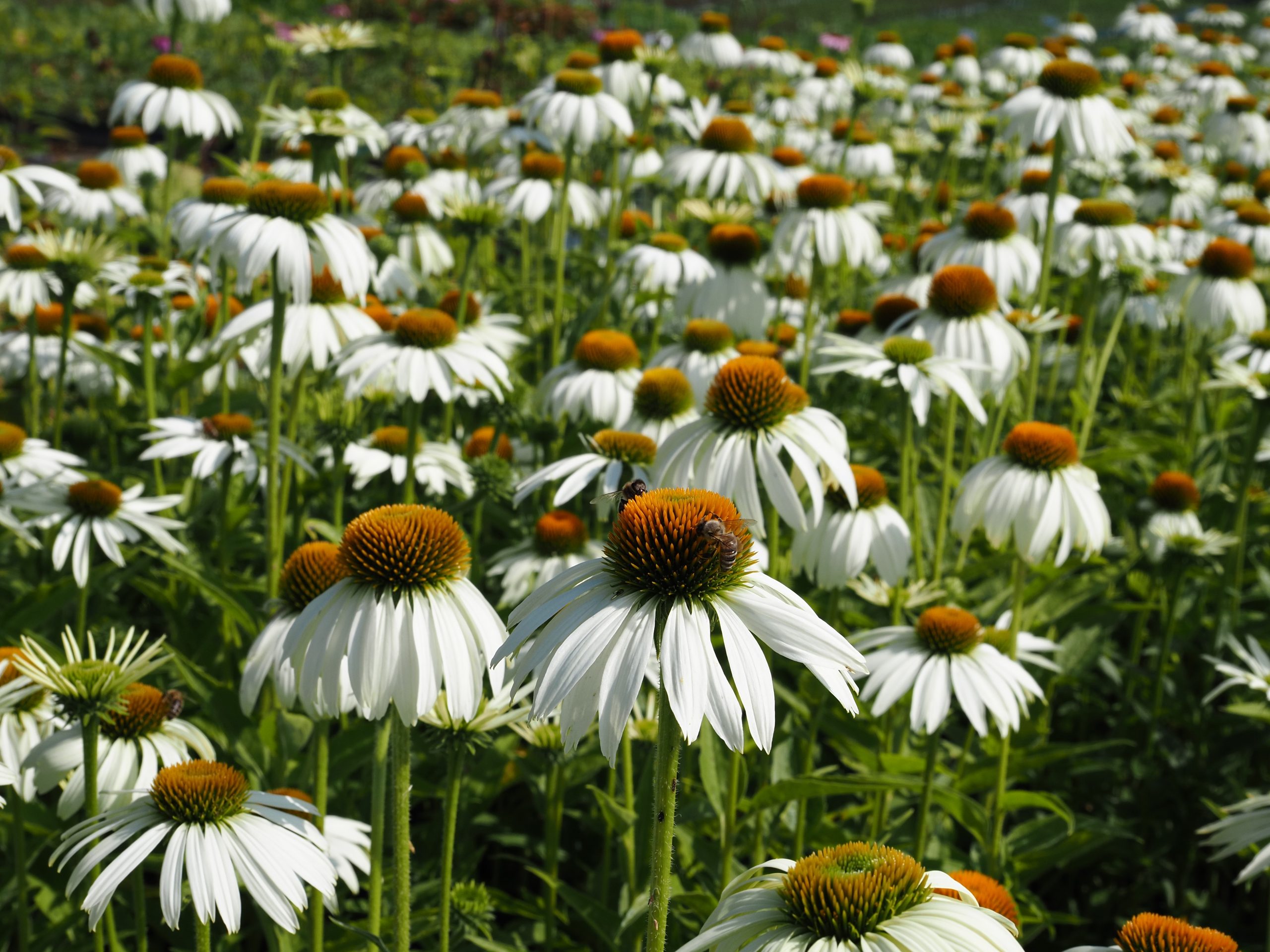 9829_echinacea_purpurea_alba_BG_003.jpg