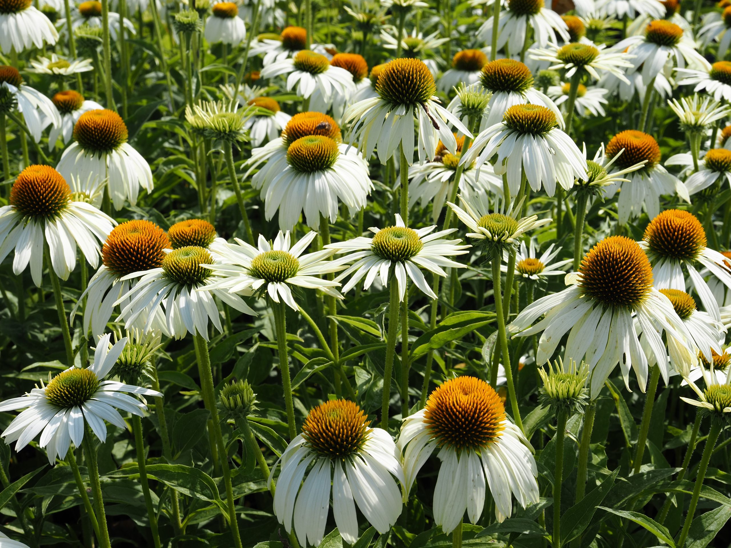9830_echinacea_purpurea_alba_BG_004.jpg
