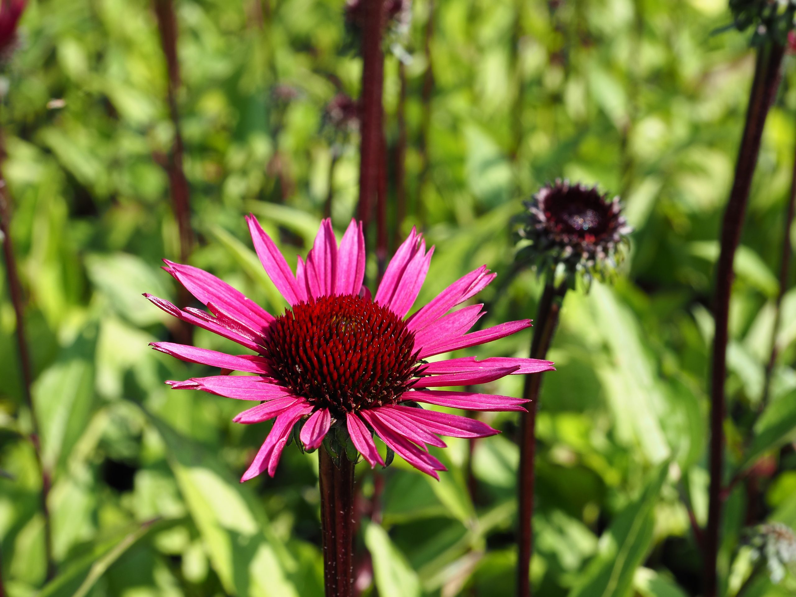 9831_echinacea_purpurea_fatal_attraction_BG_003.jpg