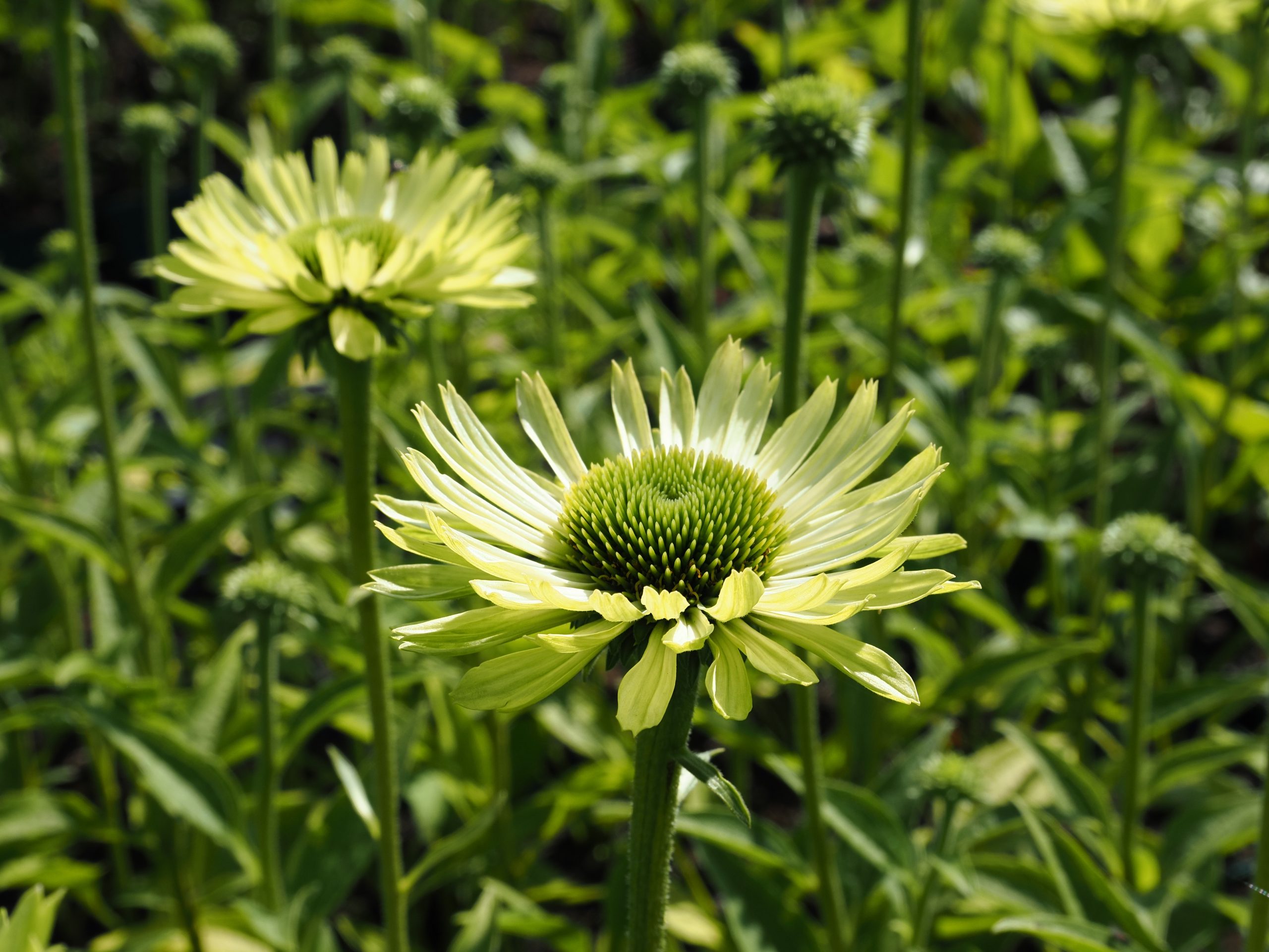 9832_echinacea_purpurea_green_jewel_BG_007.jpg
