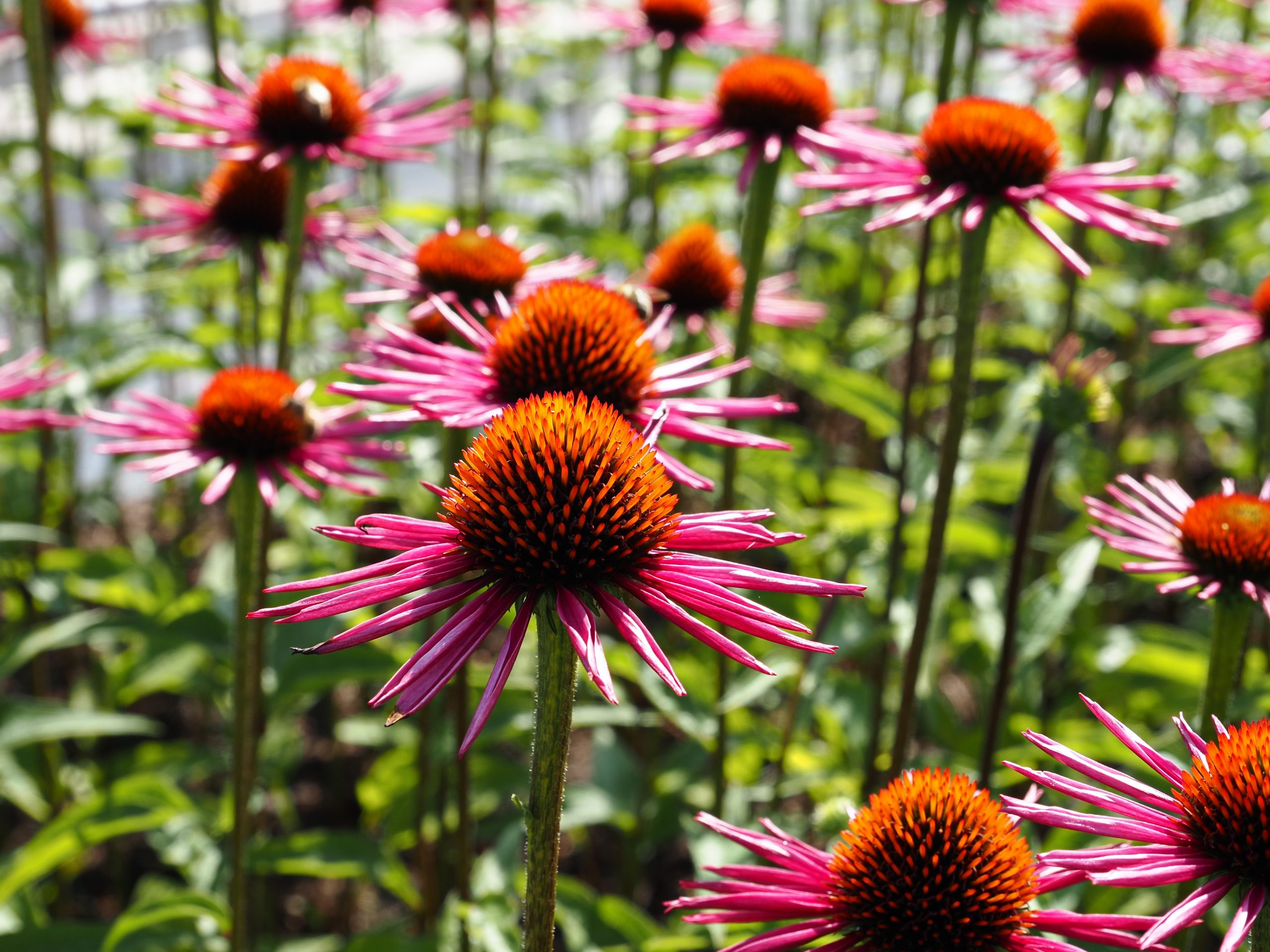 9835_echinacea_purpurea_js_pica_bella_BG_006.jpg