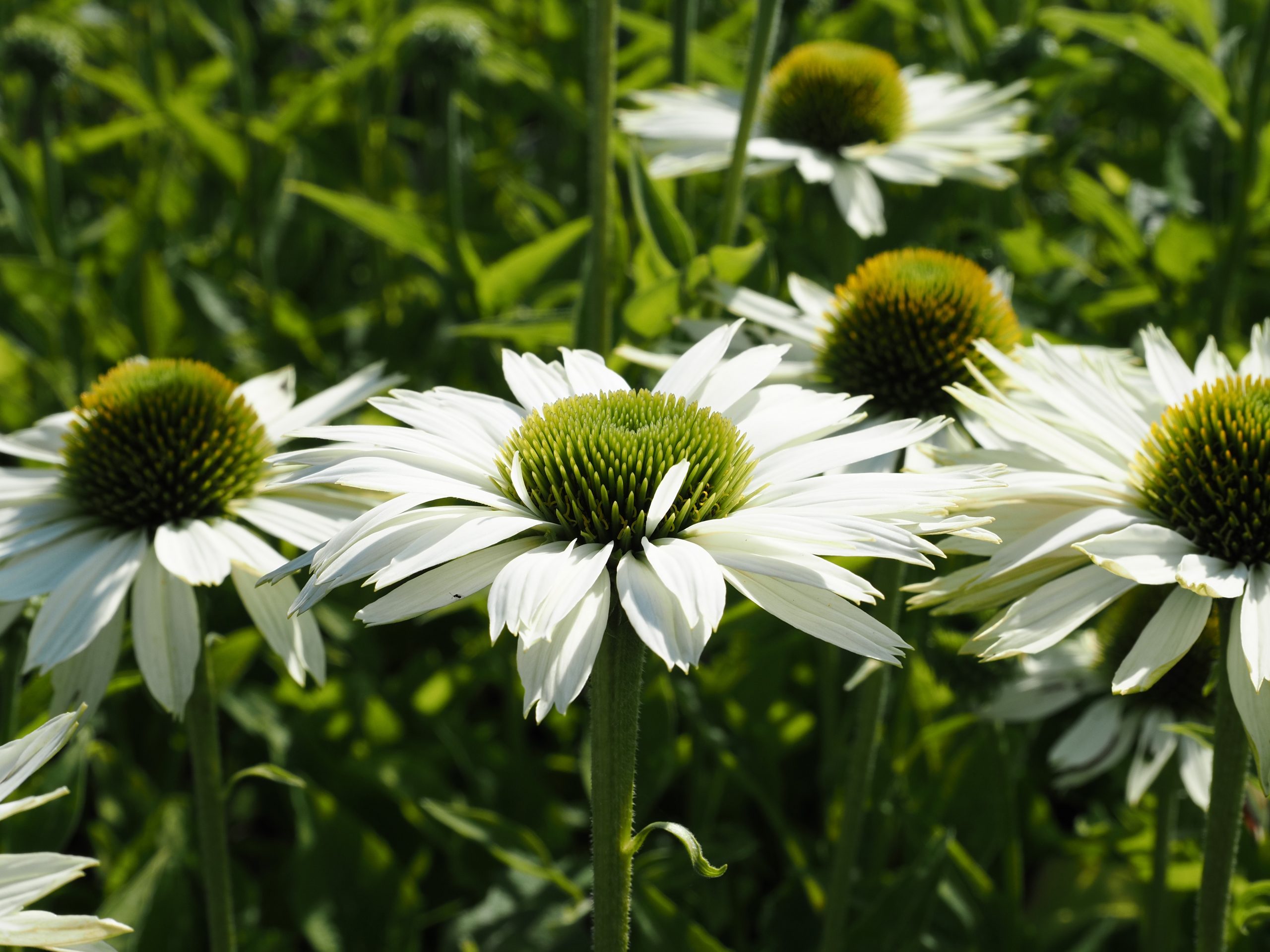 9836_echinacea_purpurea_virgin_BG_003.jpg