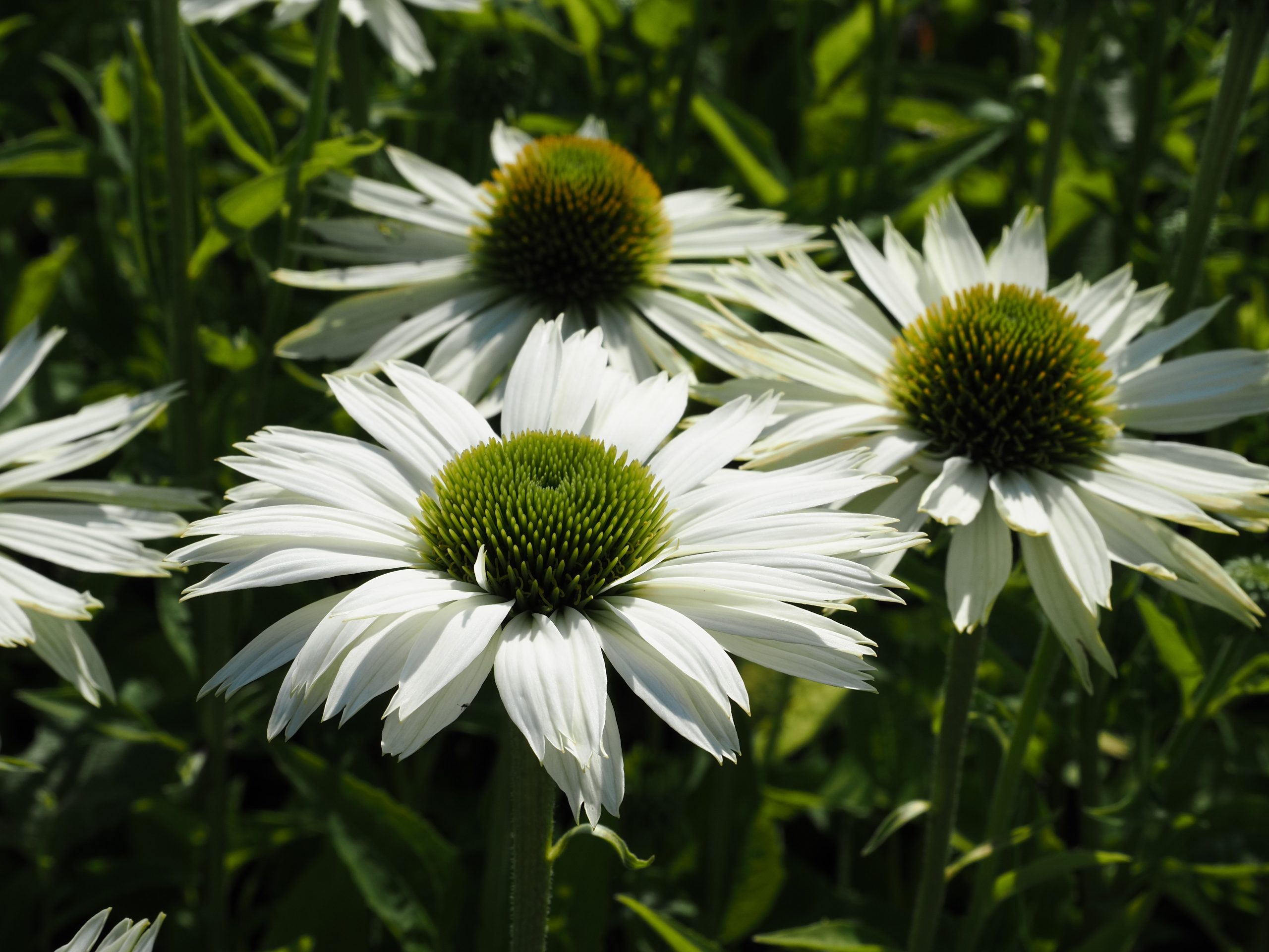 9837_echinacea_purpurea_virgin_BG_004.jpg