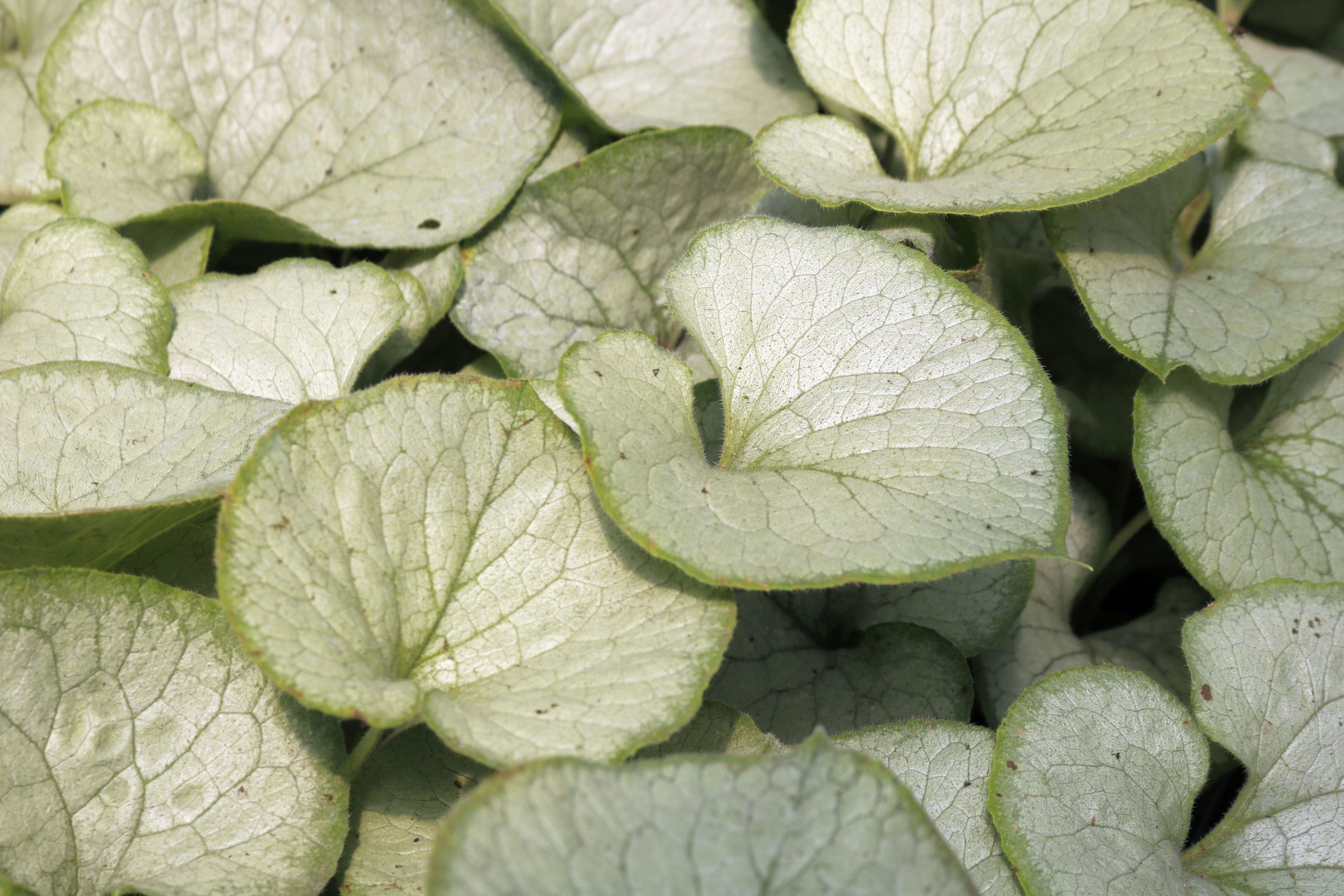 983_brunnera_macrophylla_looking_glass_XS_003.jpeg