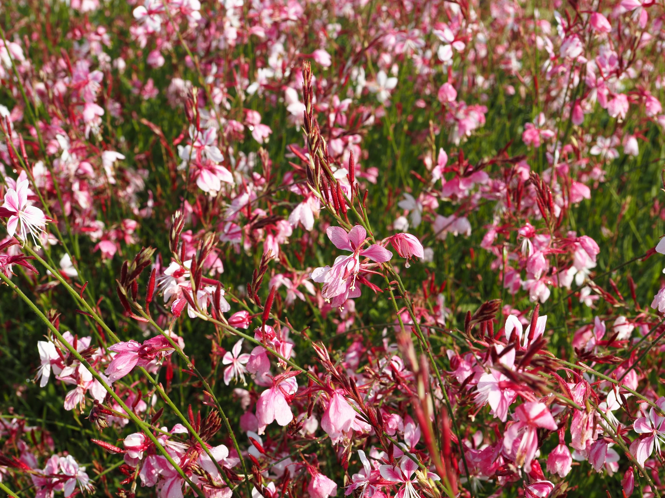 9849_gaura_lindheimeri_siskiyou_pink_BG_003.jpg