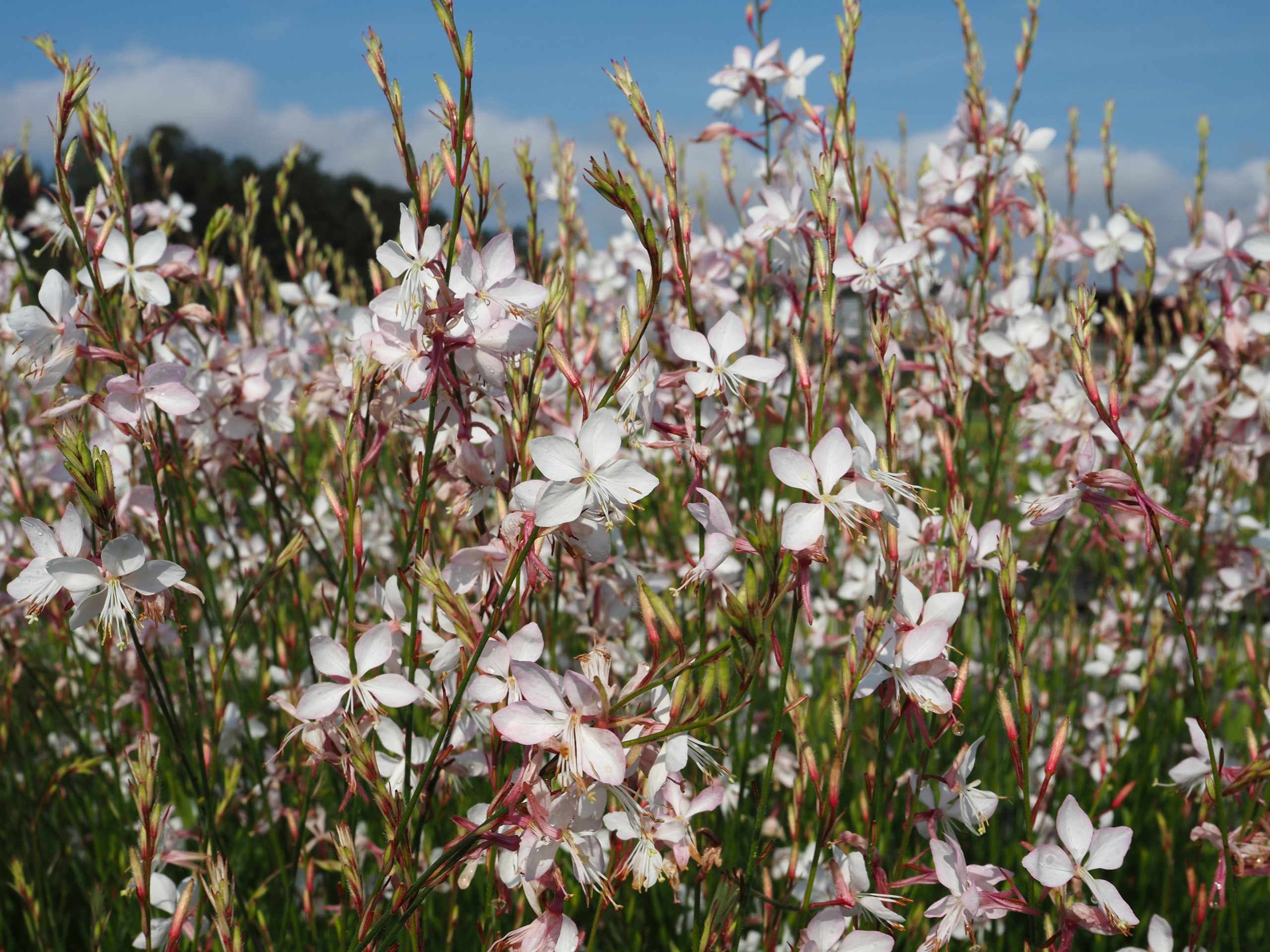 9852_gaura_lindheimeri_BG_002.jpg
