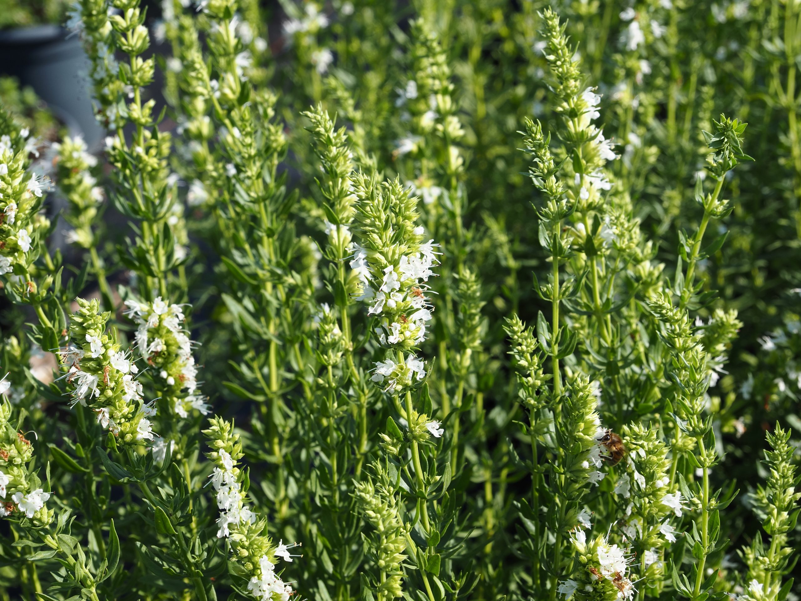 9861_hyssopus_officinalis_albus_BG_002.jpg