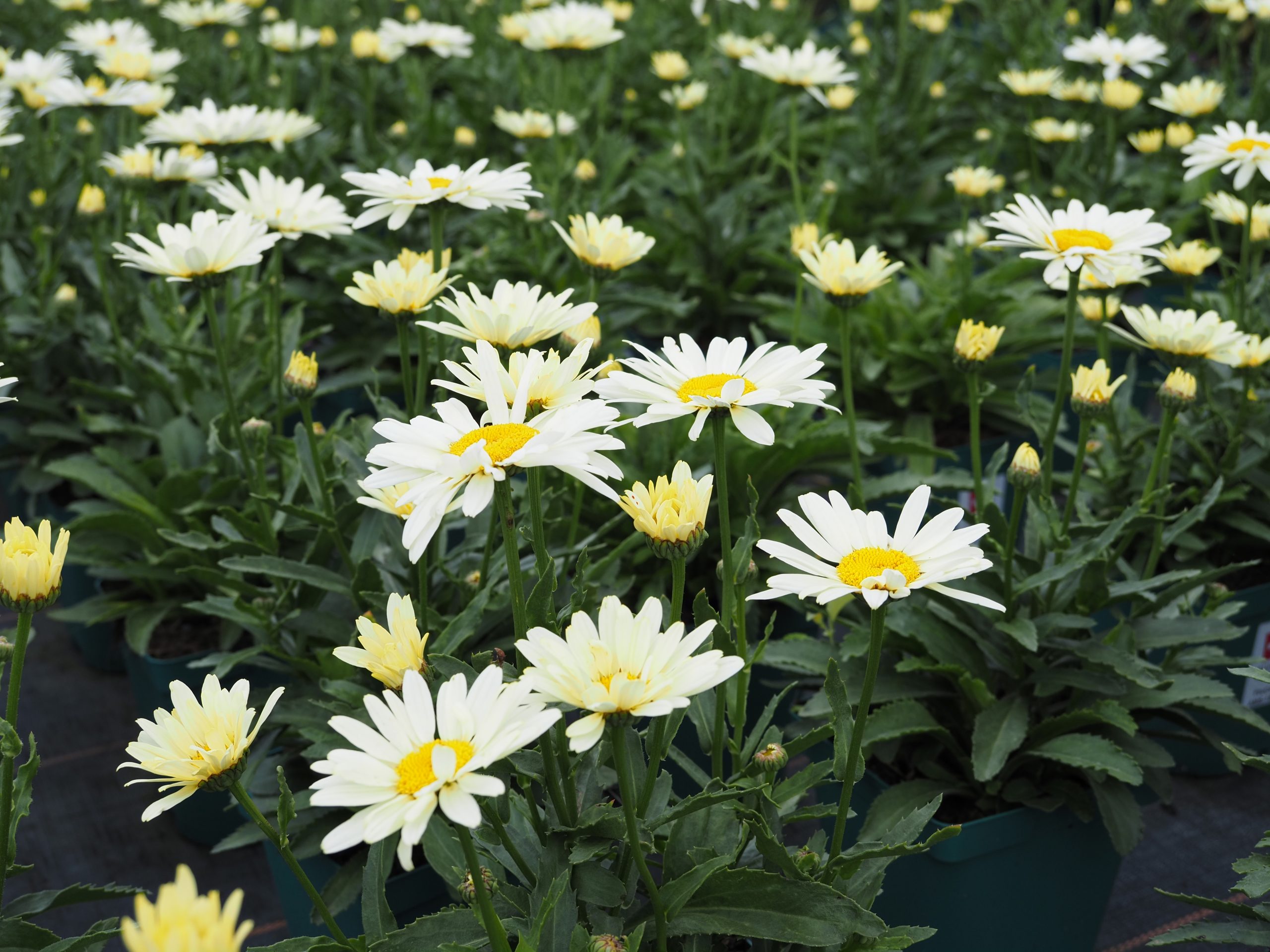 9865_leucanthemum_superbum_banana_cream_BG_004.jpg