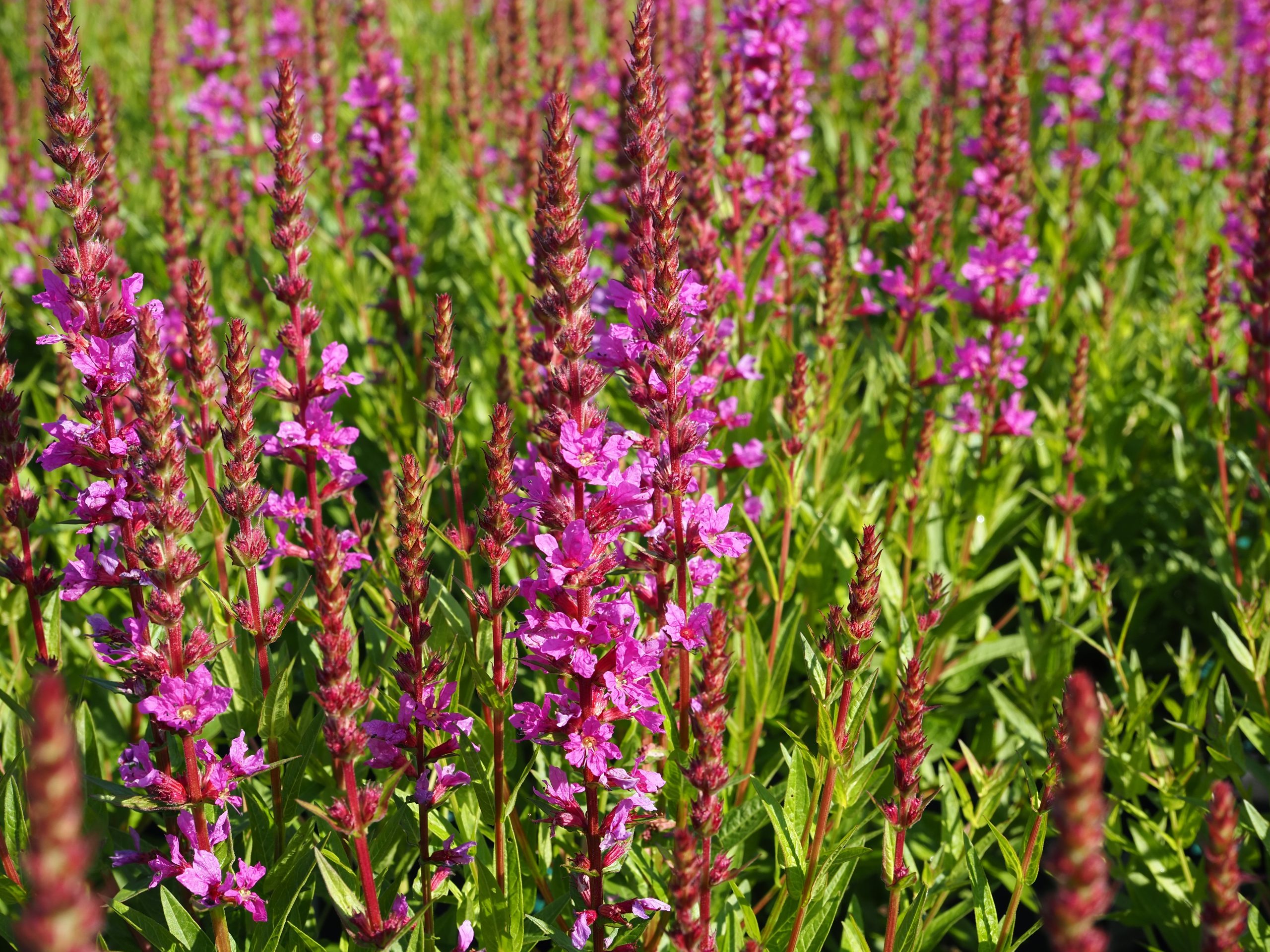 9875_lythrum_salicaria_BG_004.jpg