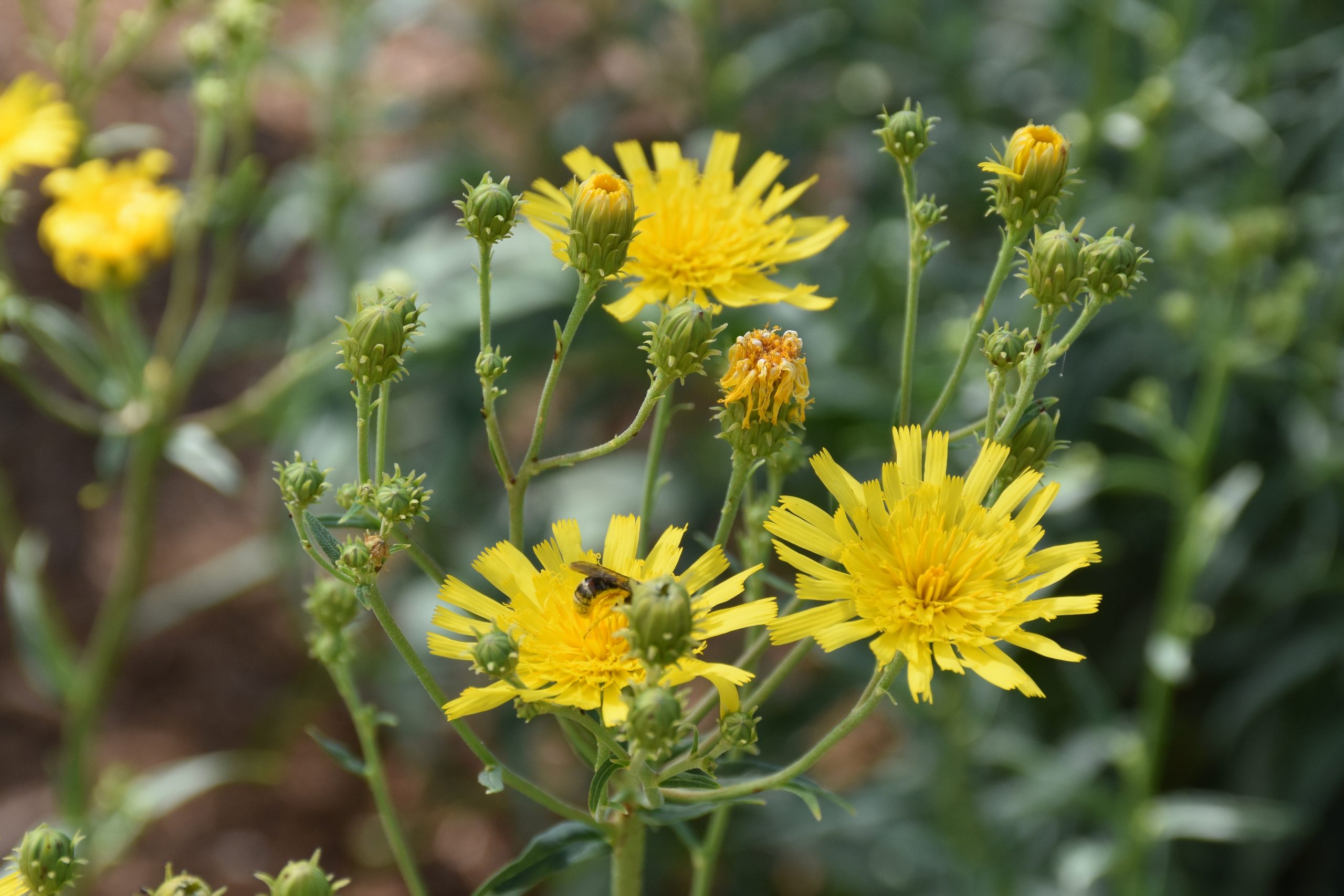 9893_hieracium_umbellatum_XS_001.jpg