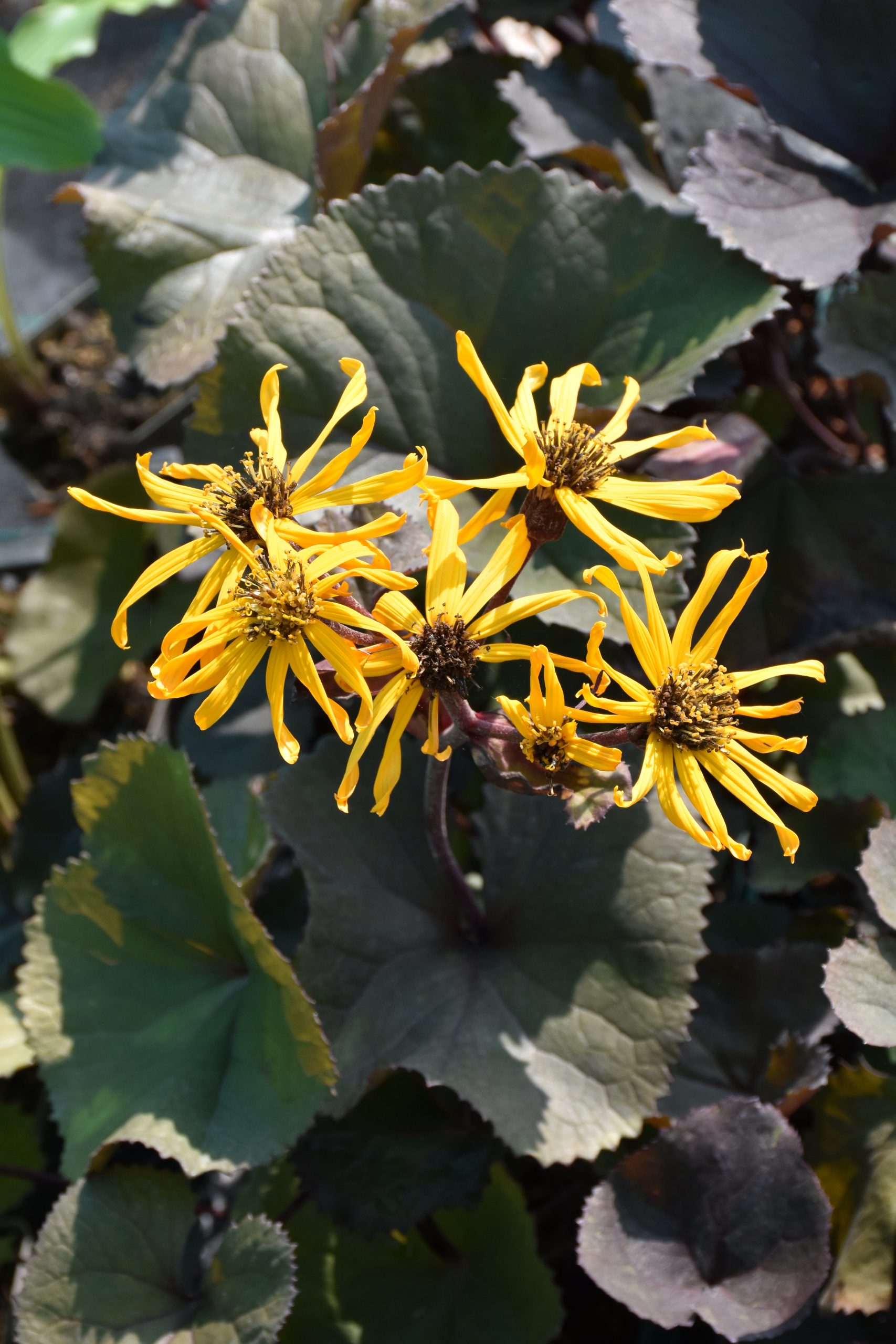 9900_ligularia_dentata_britt_marie_crawford_XS_006.jpg