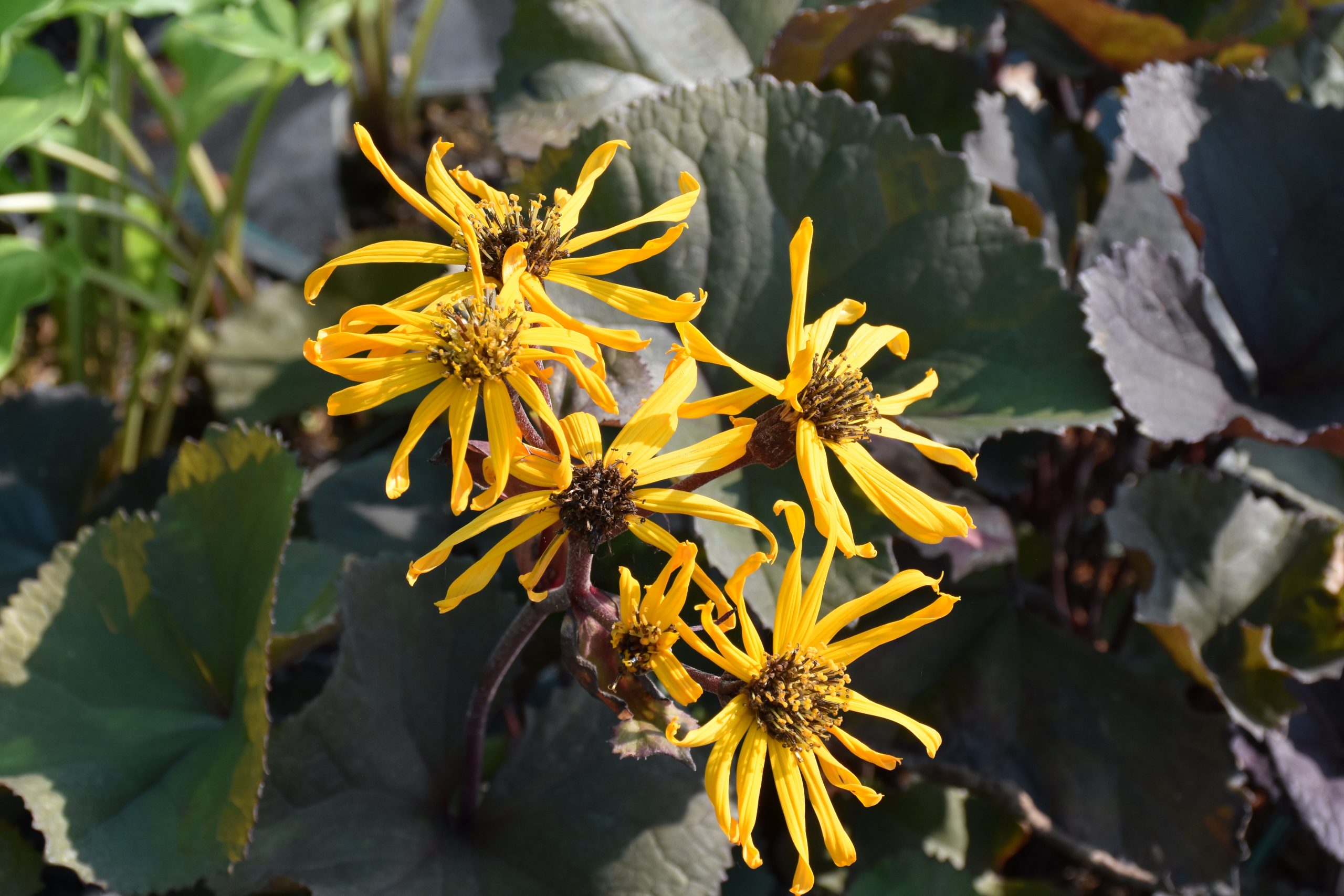 9901_ligularia_dentata_britt_marie_crawford_XS_007.jpg