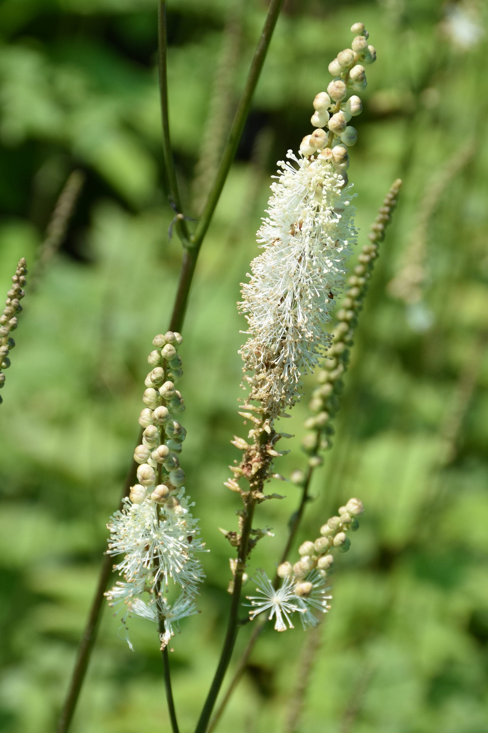 9903_actaea_racemosa_var_cordifolia_XS_006.jpg