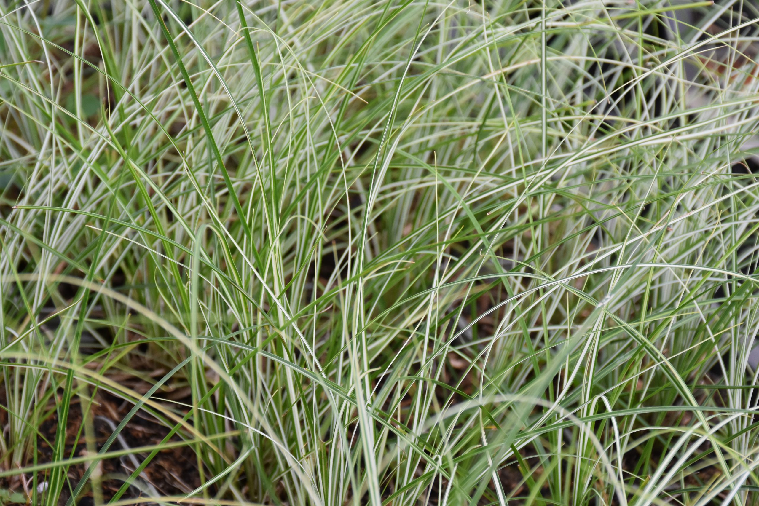 9927_carex_umbrosa_var_sabynensis_thinny_thin_XS_001.jpg