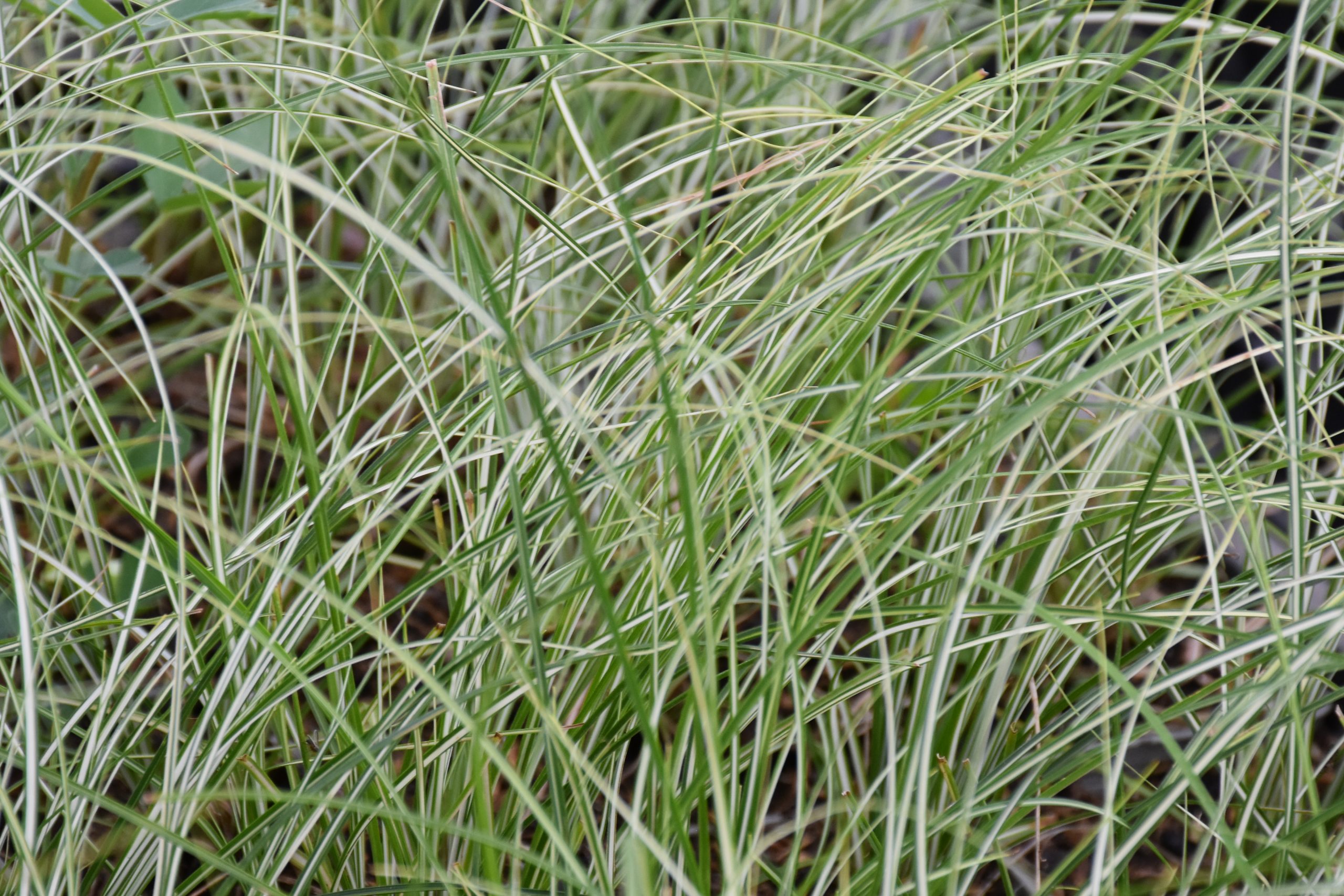 9928_carex_umbrosa_var_sabynensis_thinny_thin_XS_002.jpg