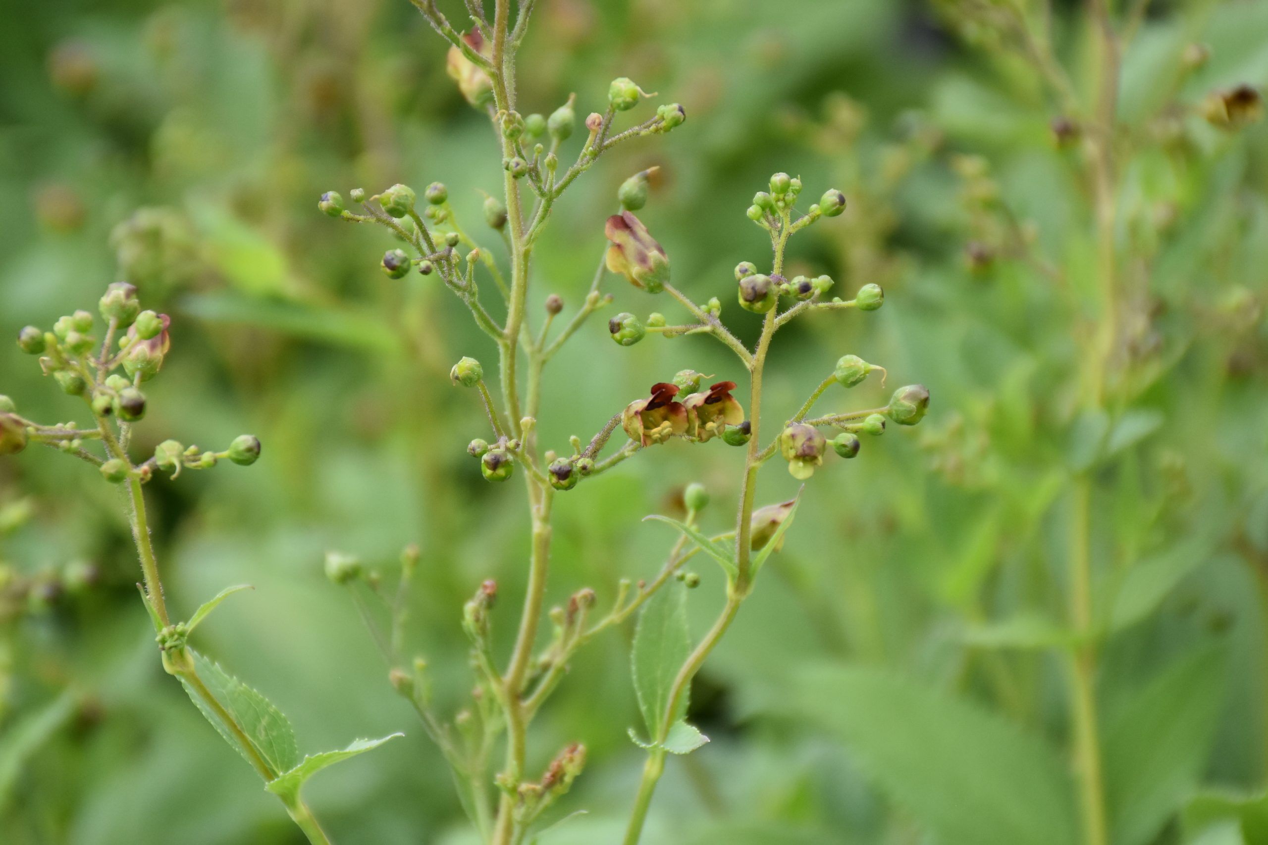 9941_scrophularia_nodosa_XS_003.jpg