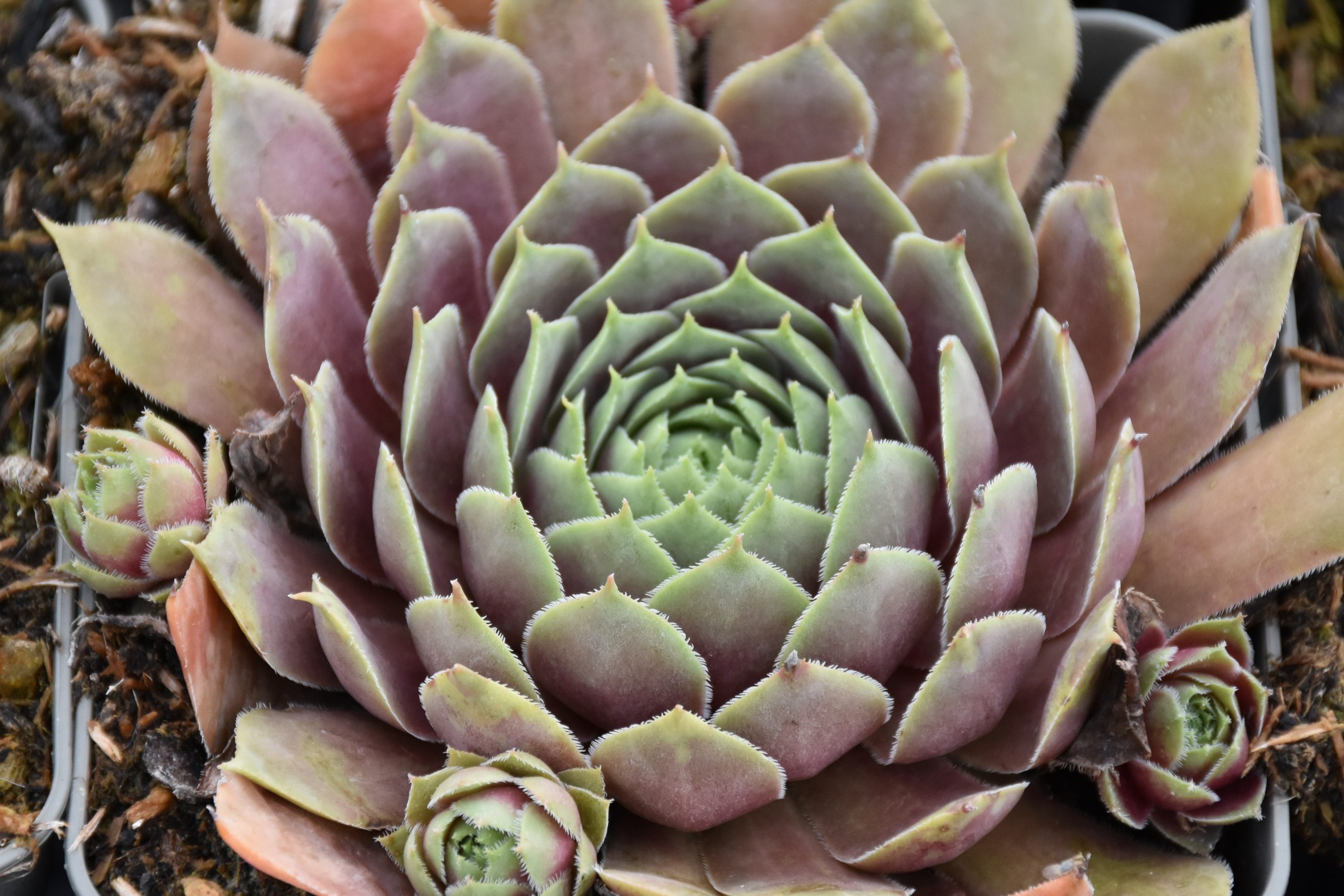 9943_sempervivum_cultorum_el_toro_XS_002.jpg