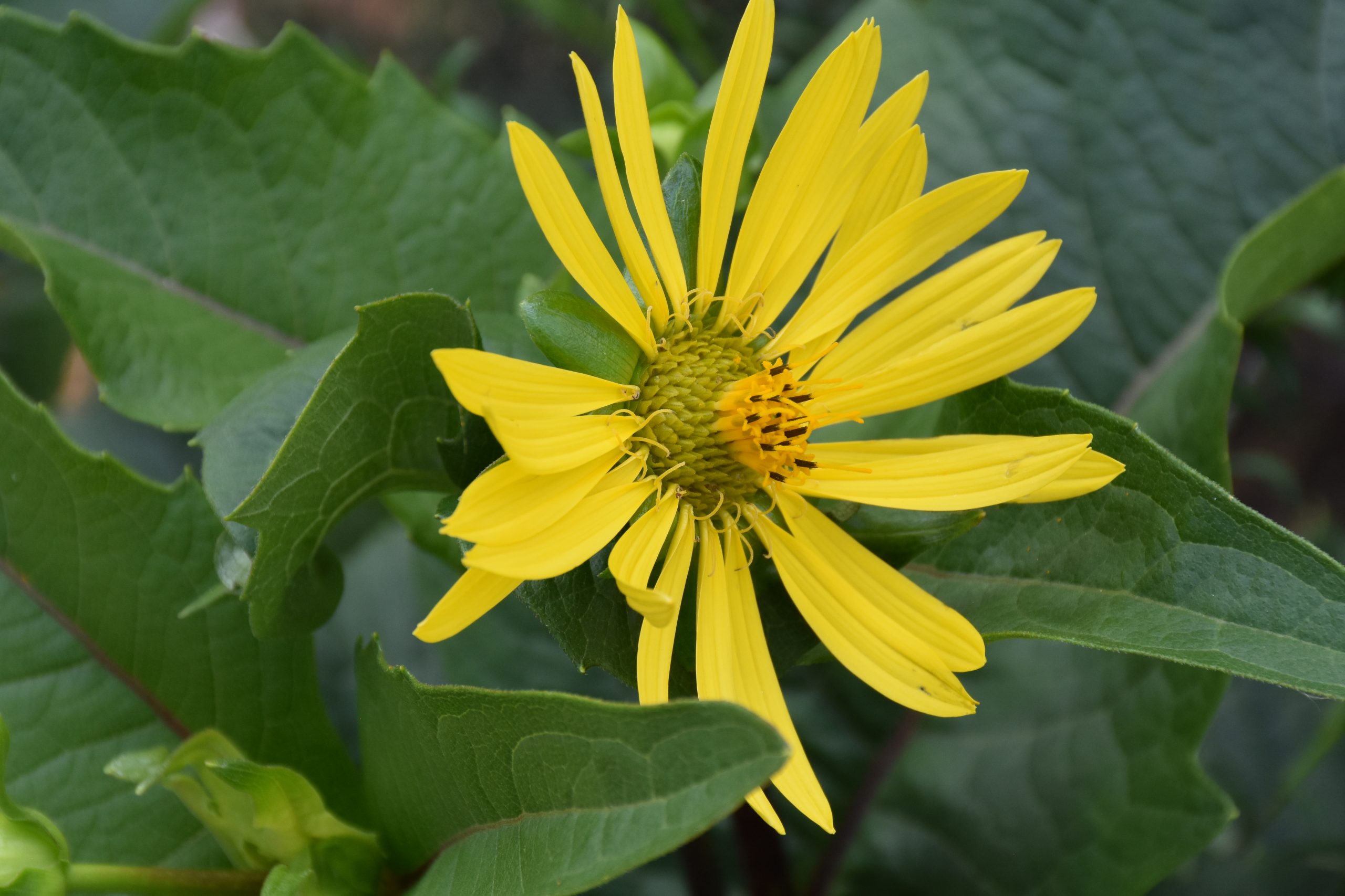 9994_silphium_perfoliatum_carnica_XS_003.jpg