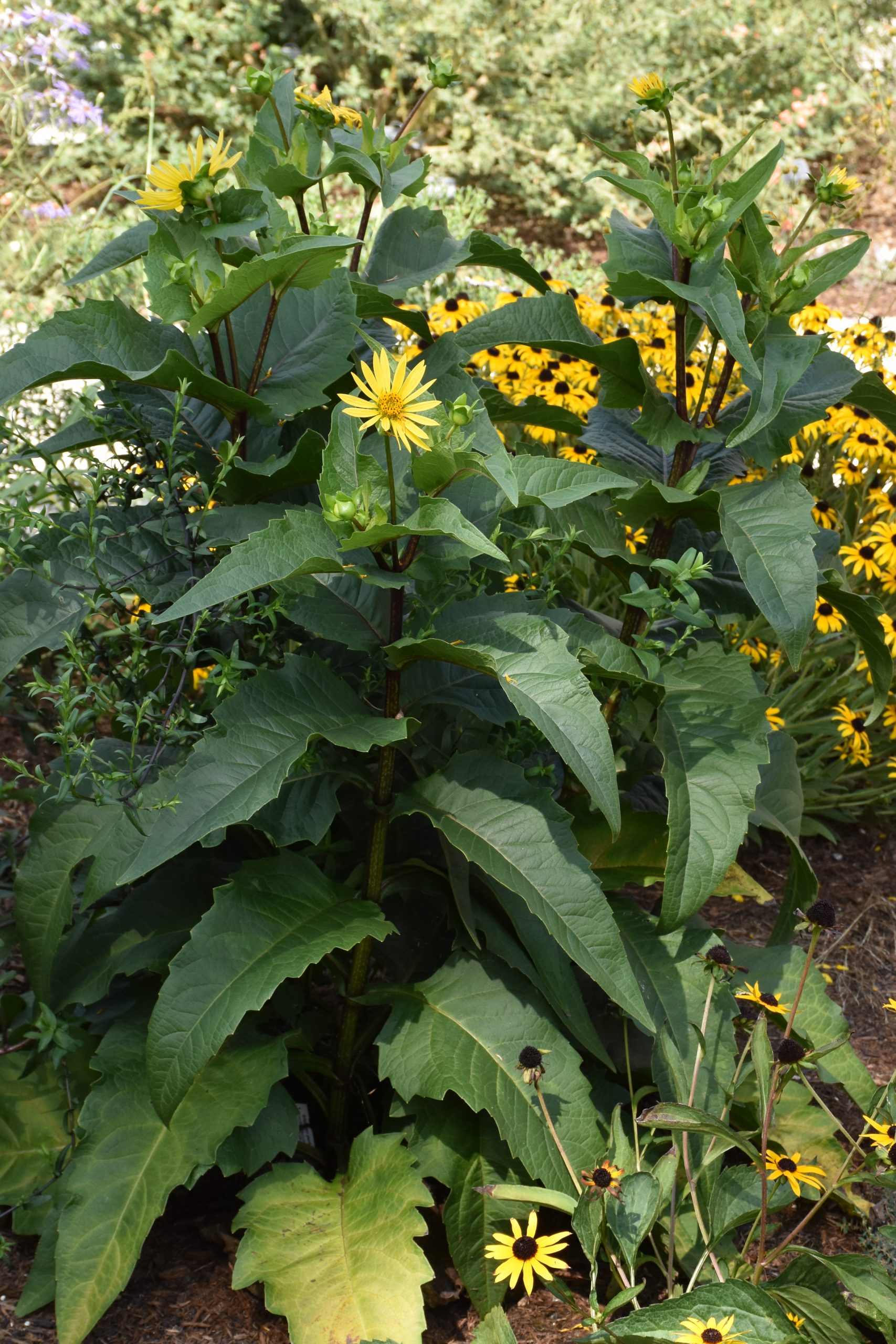9995_silphium_perfoliatum_carnica_XS_004.jpg