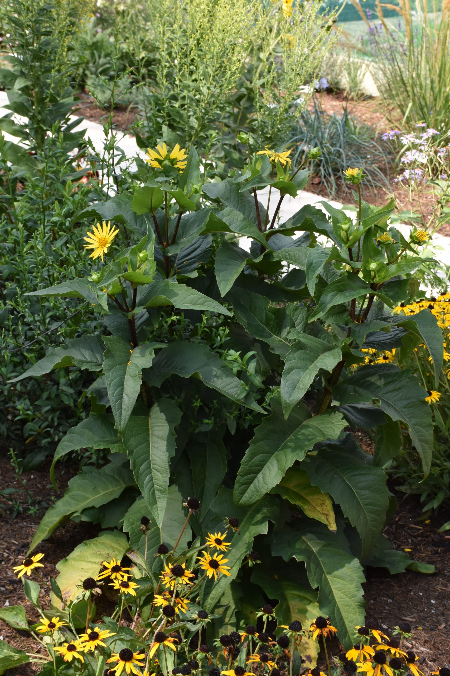 9996_silphium_perfoliatum_carnica_XS_005.jpg