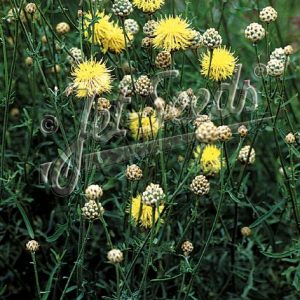 Centaurea orientalis