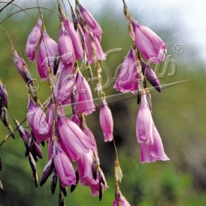 Dierama pulcherrimum