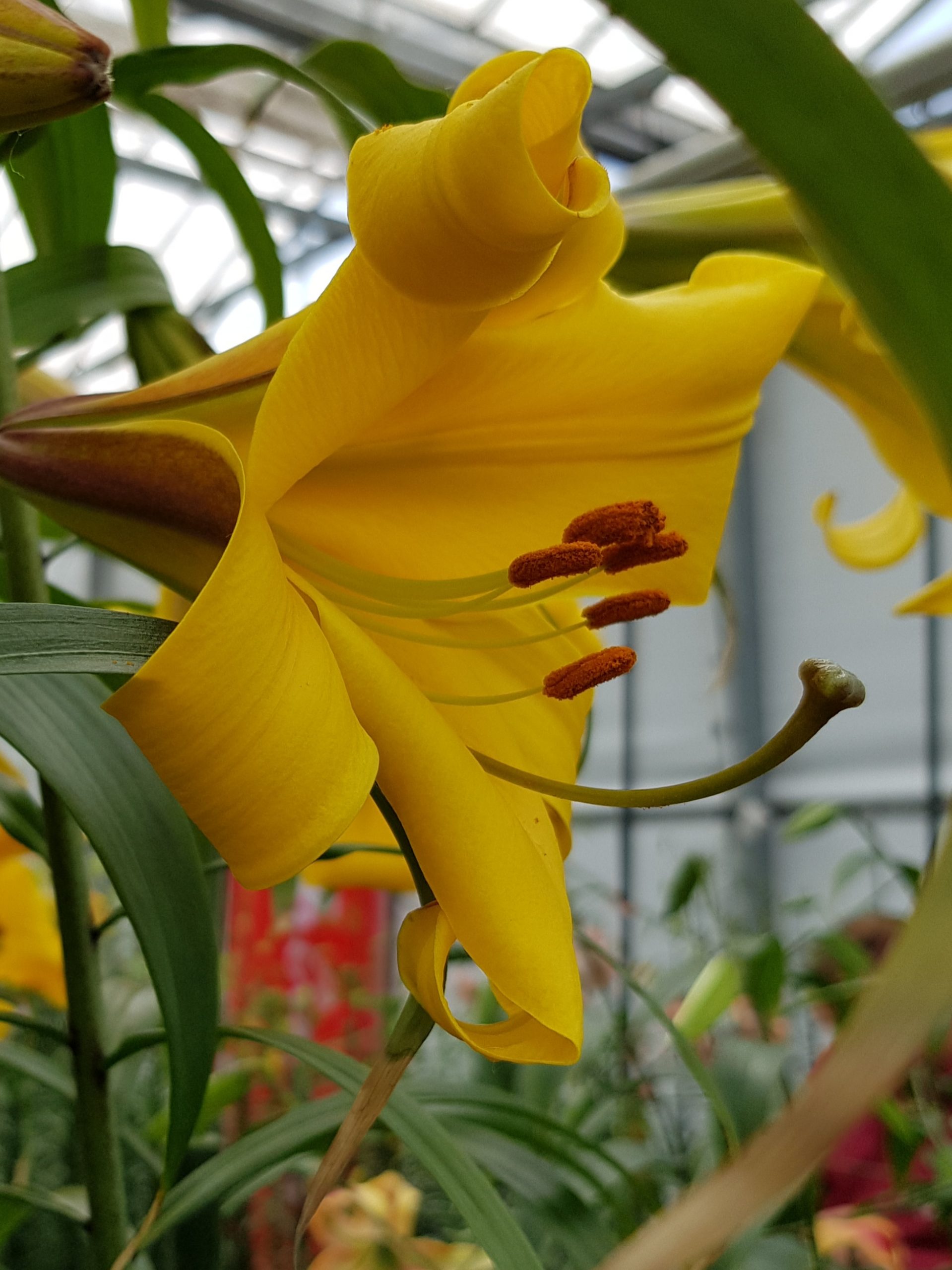 6279_lilium_cultorum_golden_splendour_ZK_001.jpeg