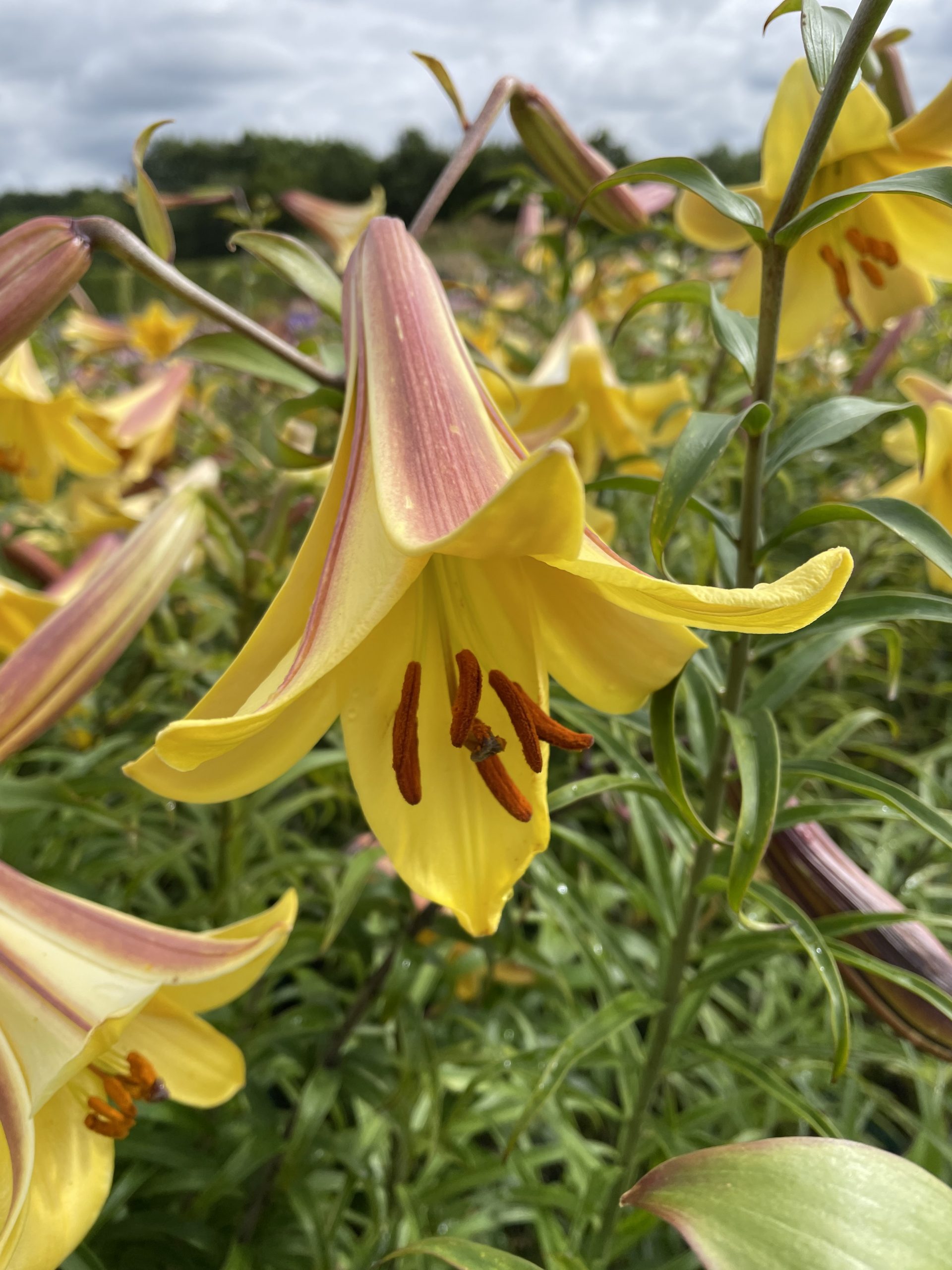 8364_lilium_aureum_golden_splendour_SS_003.jpg