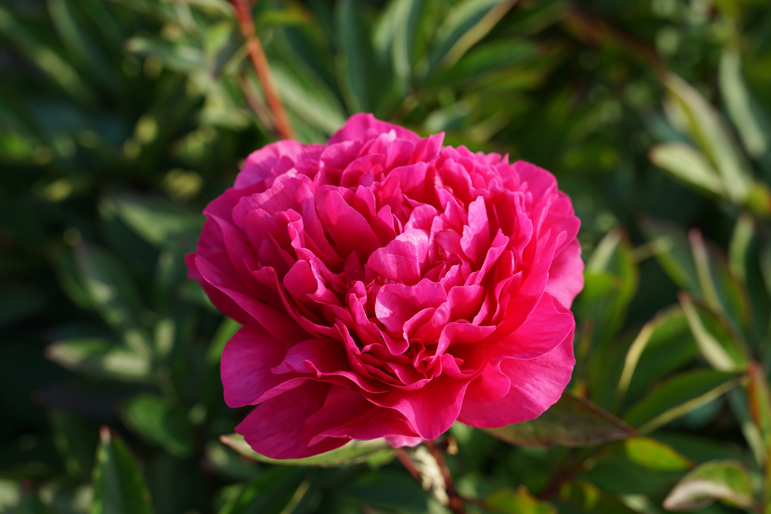 10635_paeonia_lactiflora_bunker_hill_SS_004.jpg