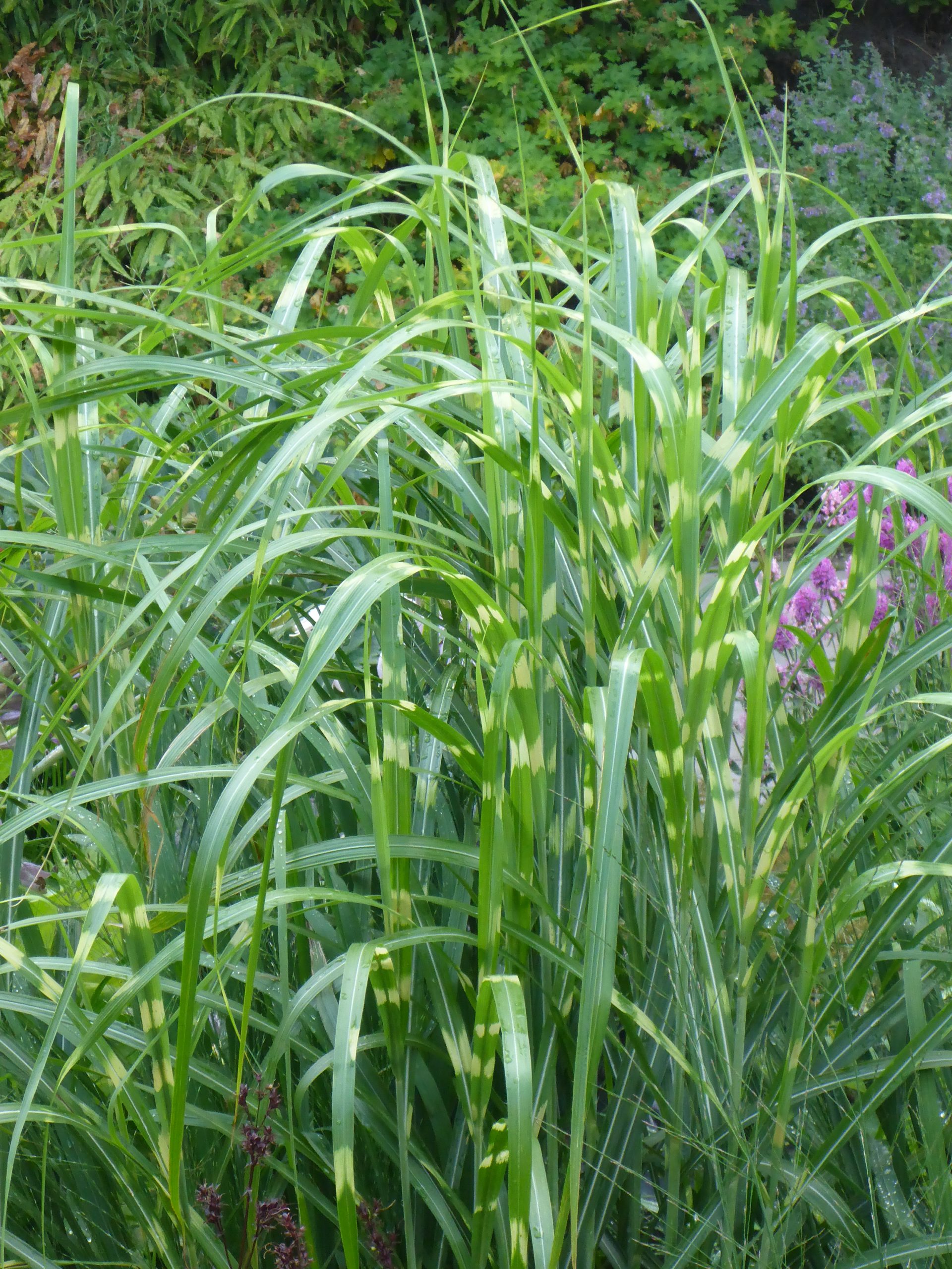 12602_miscanthus_sinensis_zebrinus_SS_003.jpg