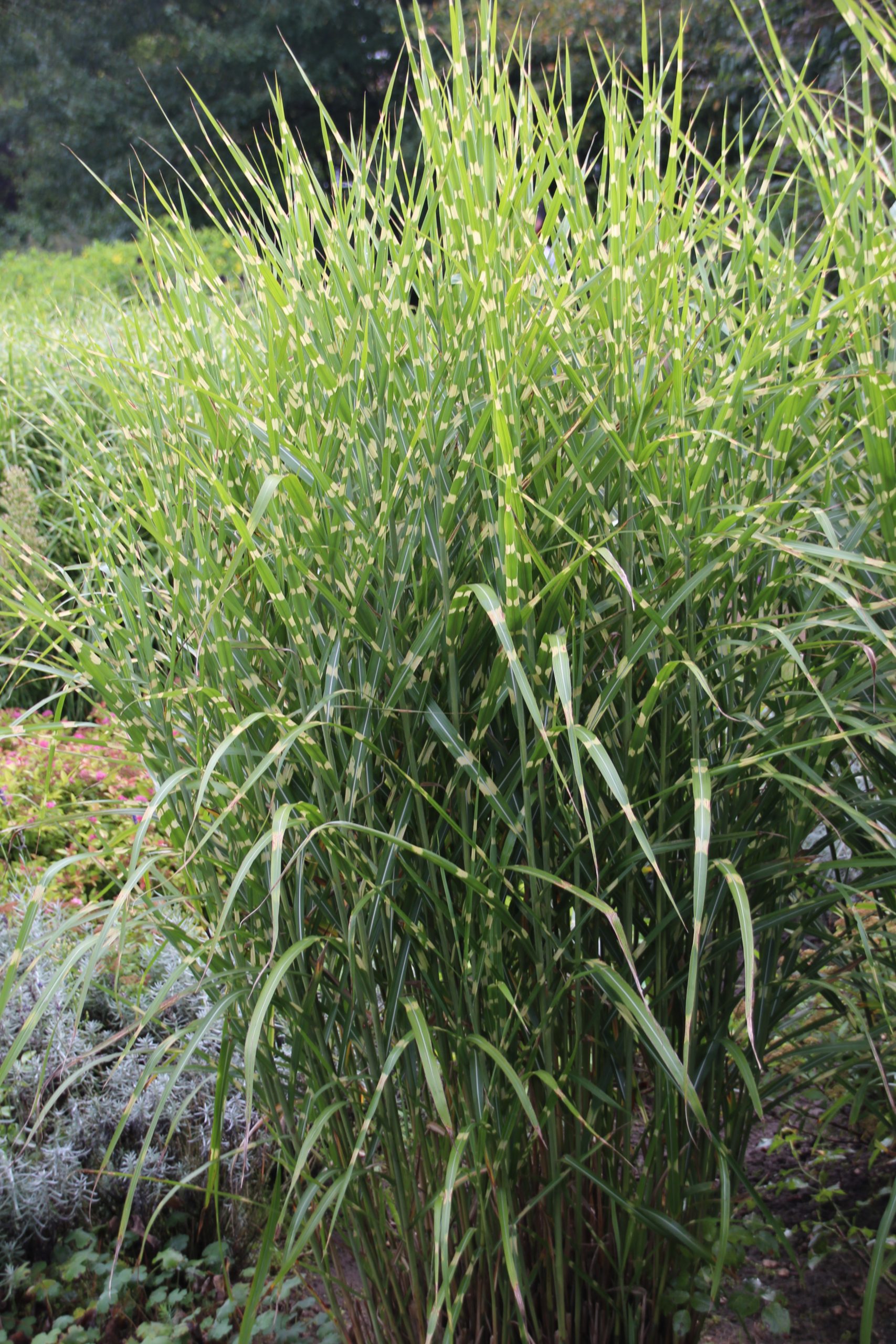 3293_miscanthus_sinensis_zebrinus_SS_001.jpeg