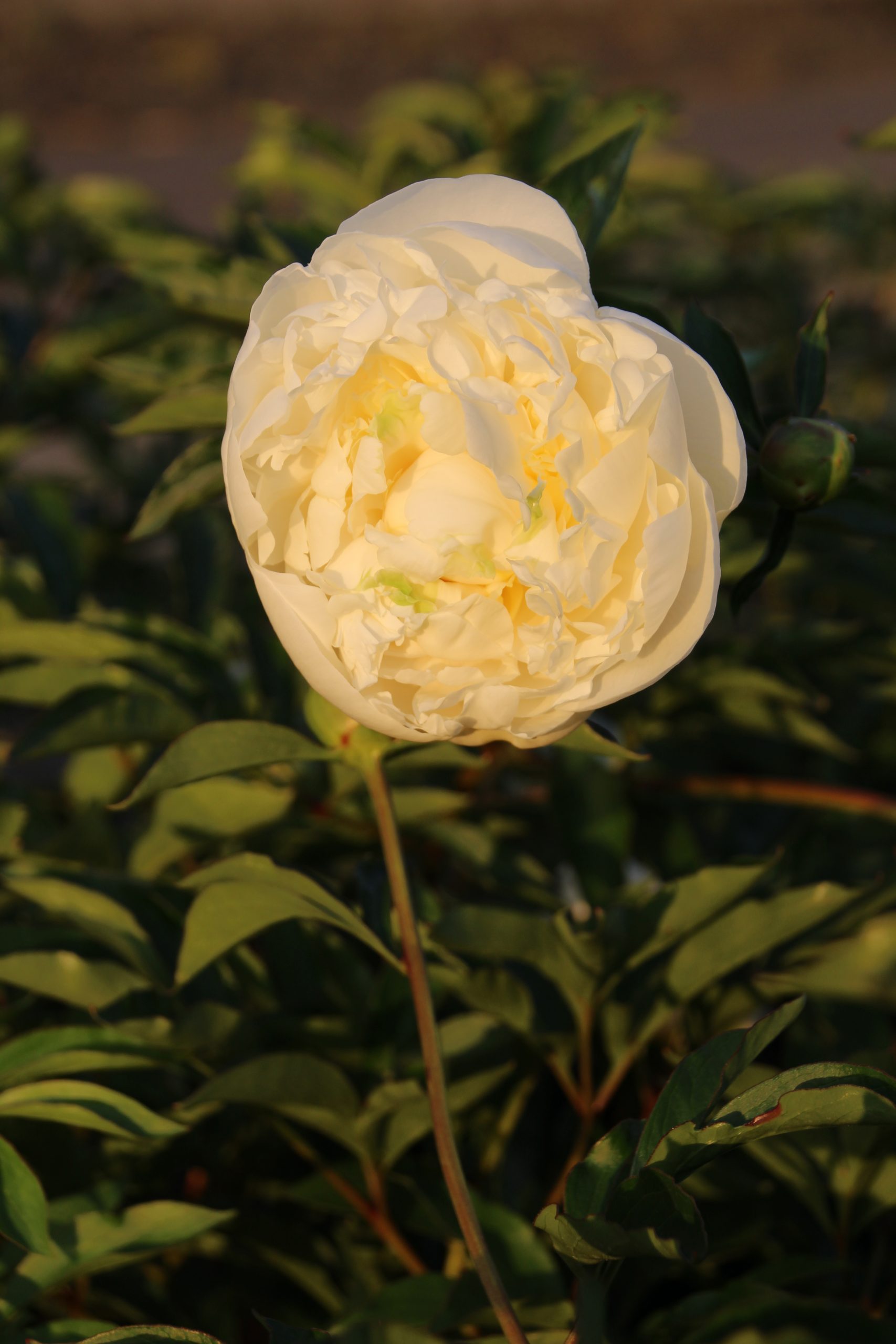 3474_paeonia_lactiflora_duchesse_de_nemours_SS_001.jpeg