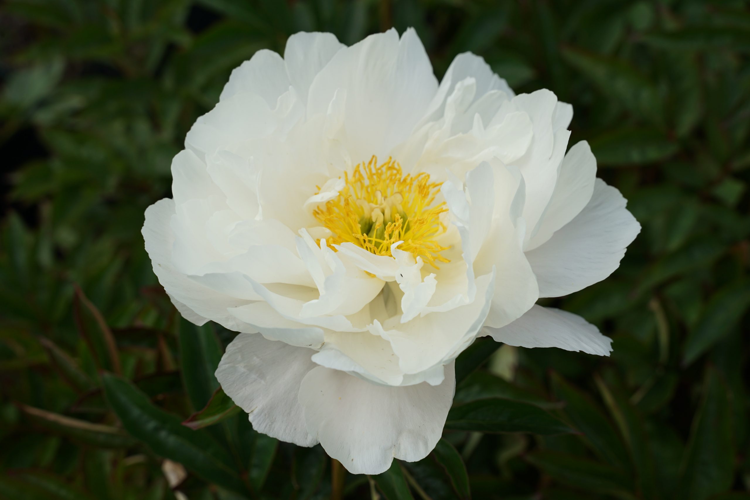 3476_paeonia_lactiflora_duchesse_de_nemours_SS_003.jpeg