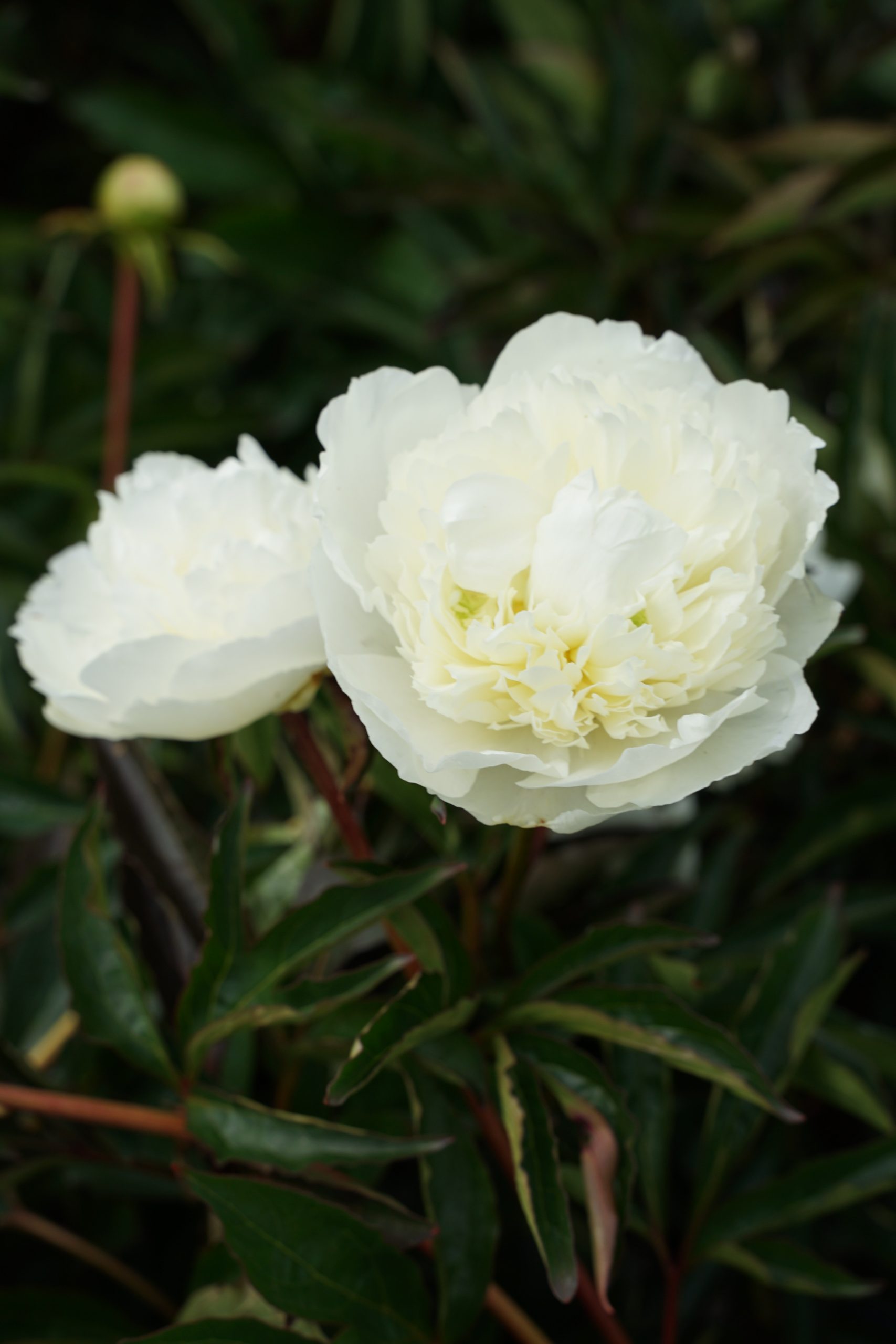 3477_paeonia_lactiflora_duchesse_de_nemours_SS_004.jpeg