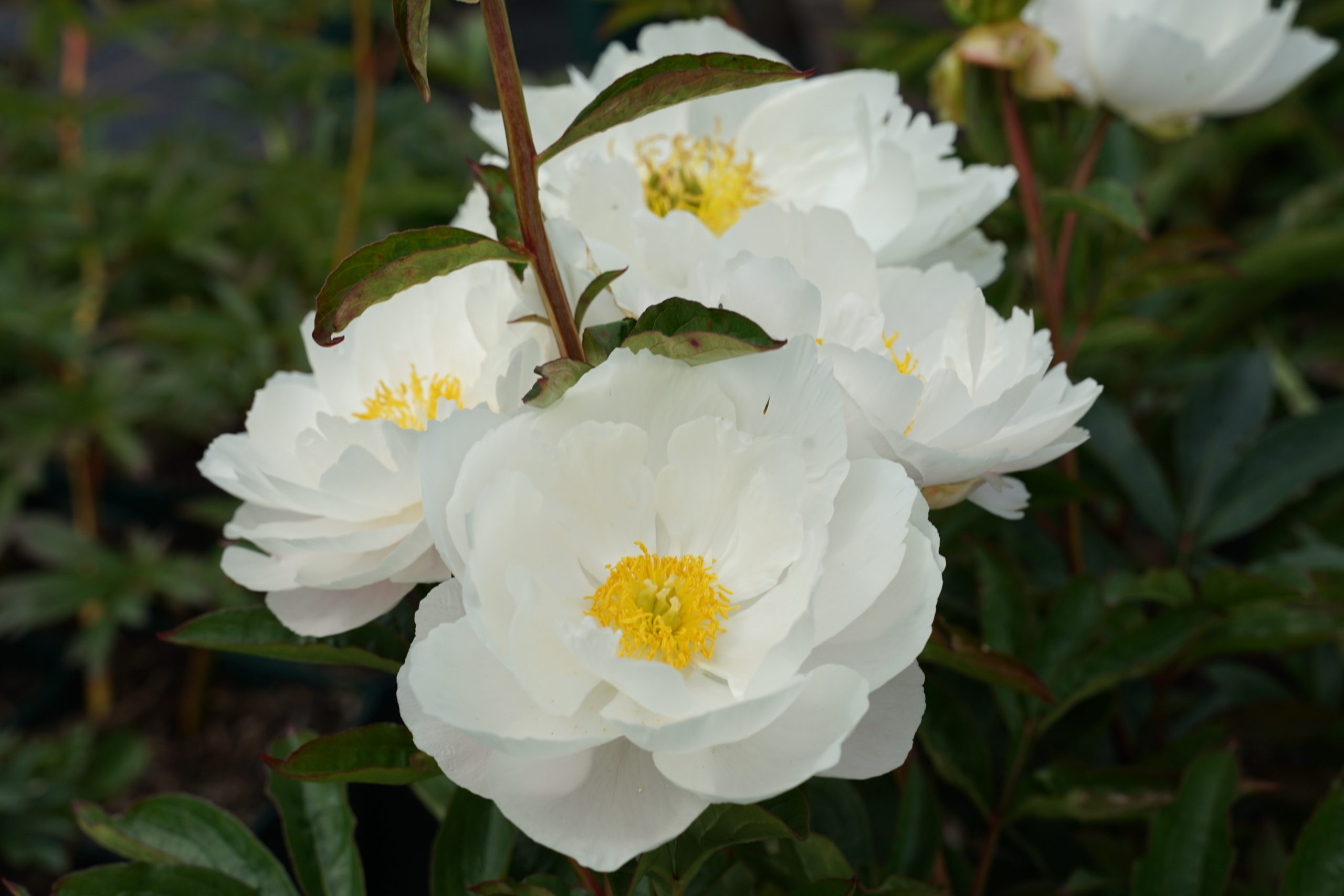 3478_paeonia_lactiflora_duchesse_de_nemours_SS_005.jpeg