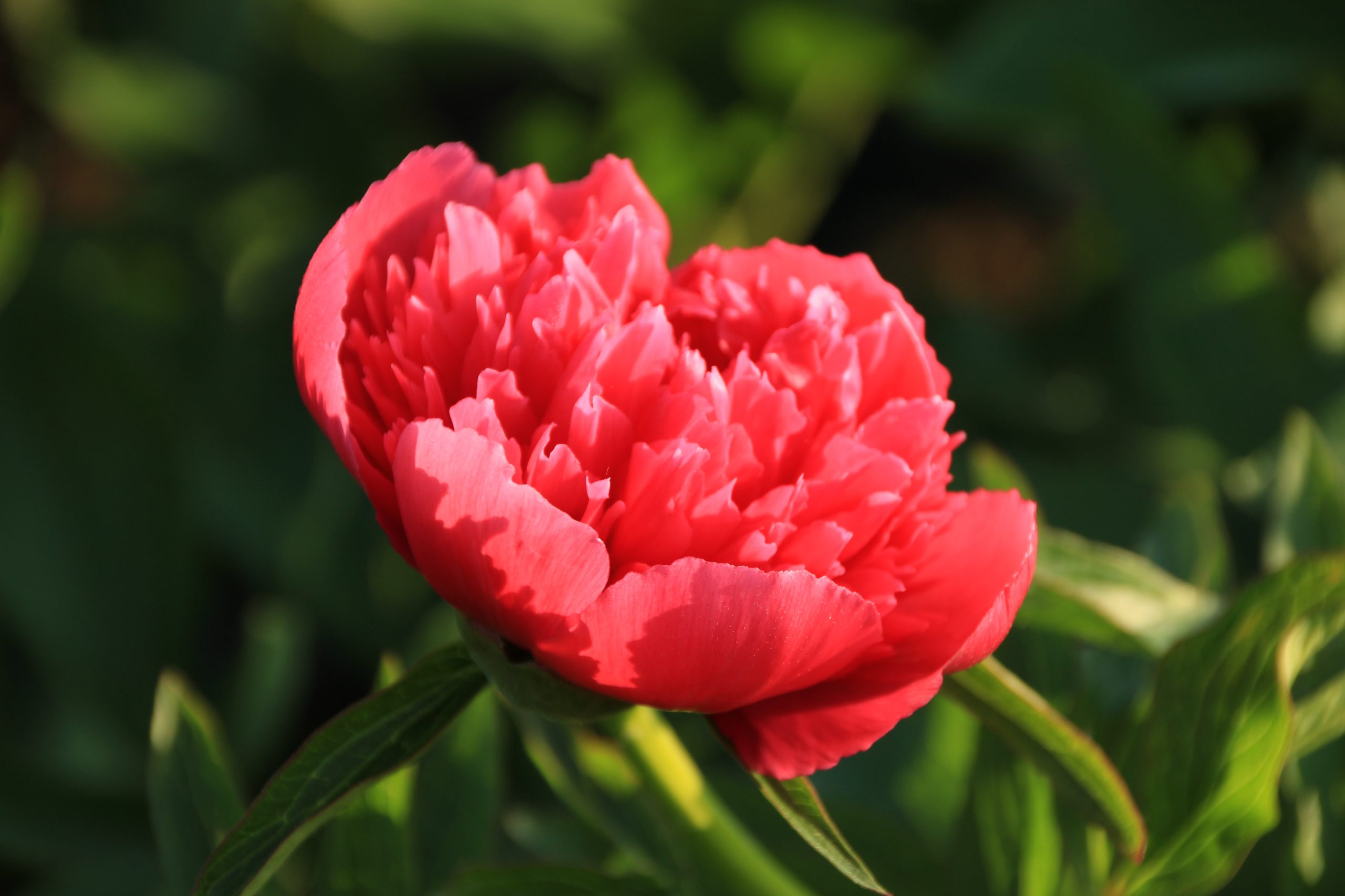 3480_paeonia_lactiflora_flame_SS_001.jpeg