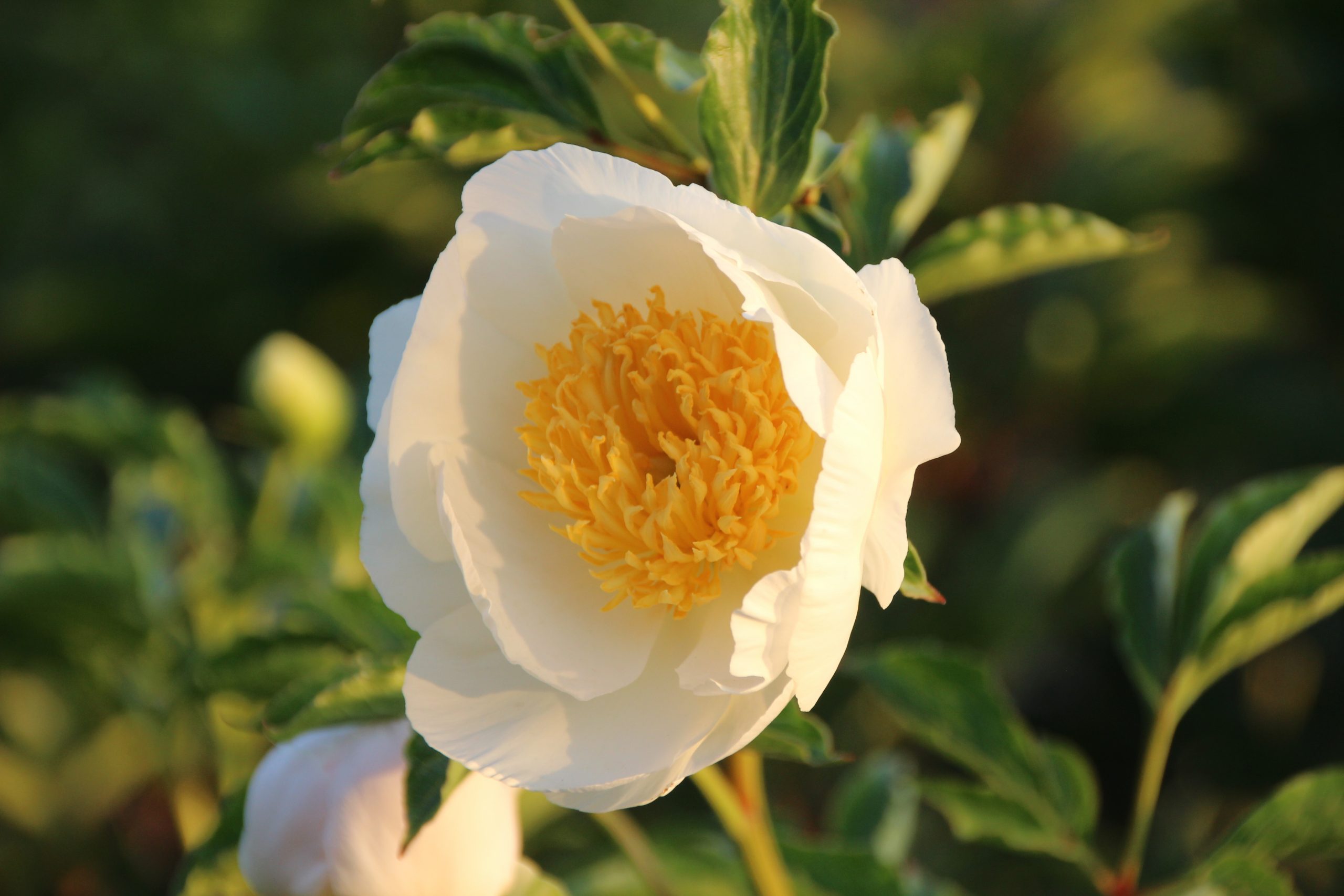 3486_paeonia_lactiflora_jan_van_leeuwen_SS_001.jpeg