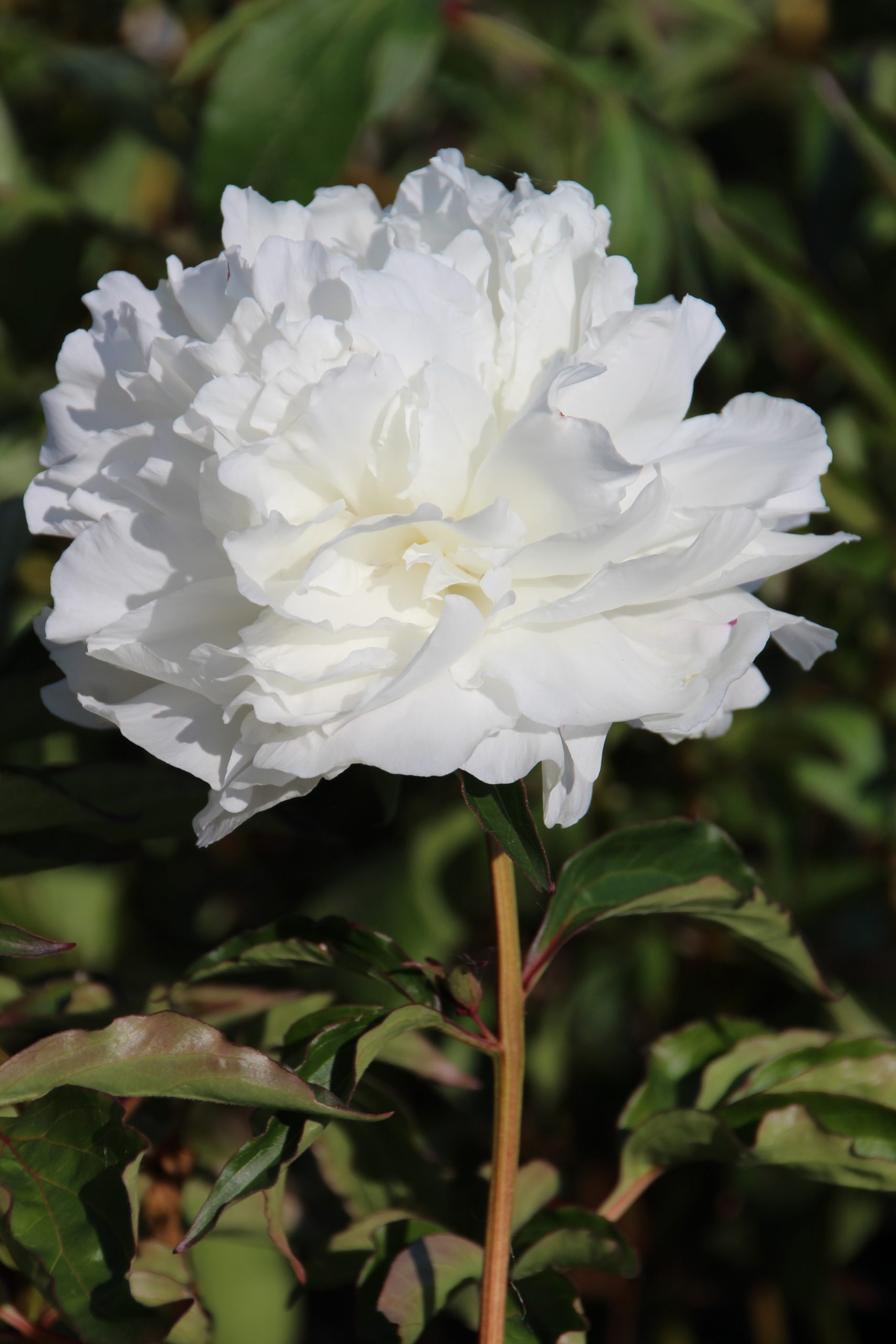 3490_paeonia_lactiflora_shirley_temple_SS_002.jpeg