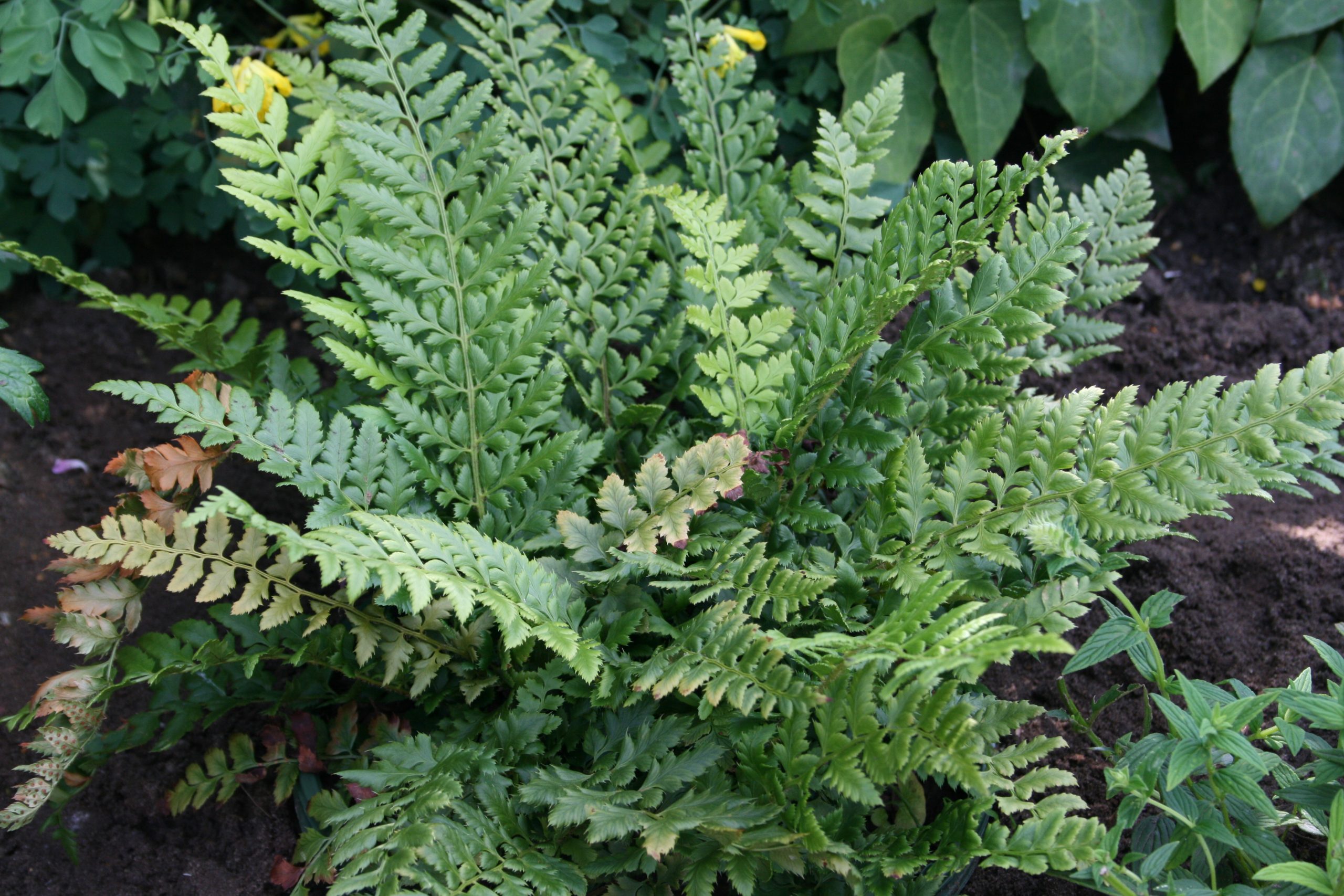 3809_polystichum_aculeatum_SS_001.jpeg