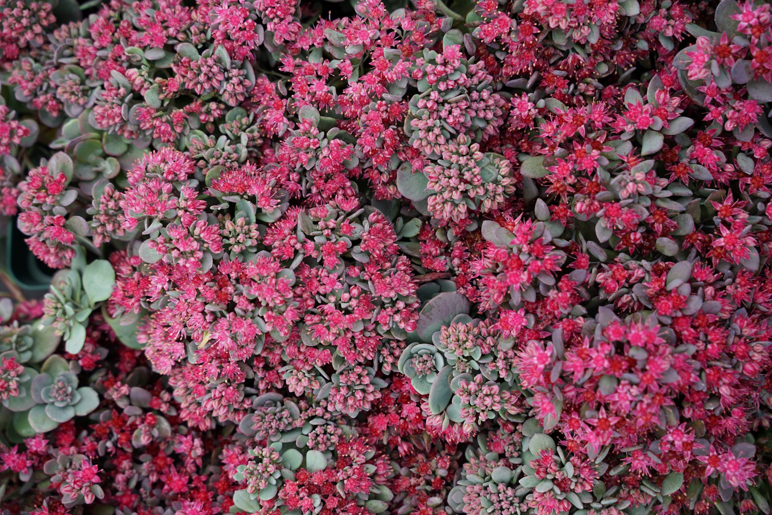 4217_sedum_cauticola_SS_001.jpeg