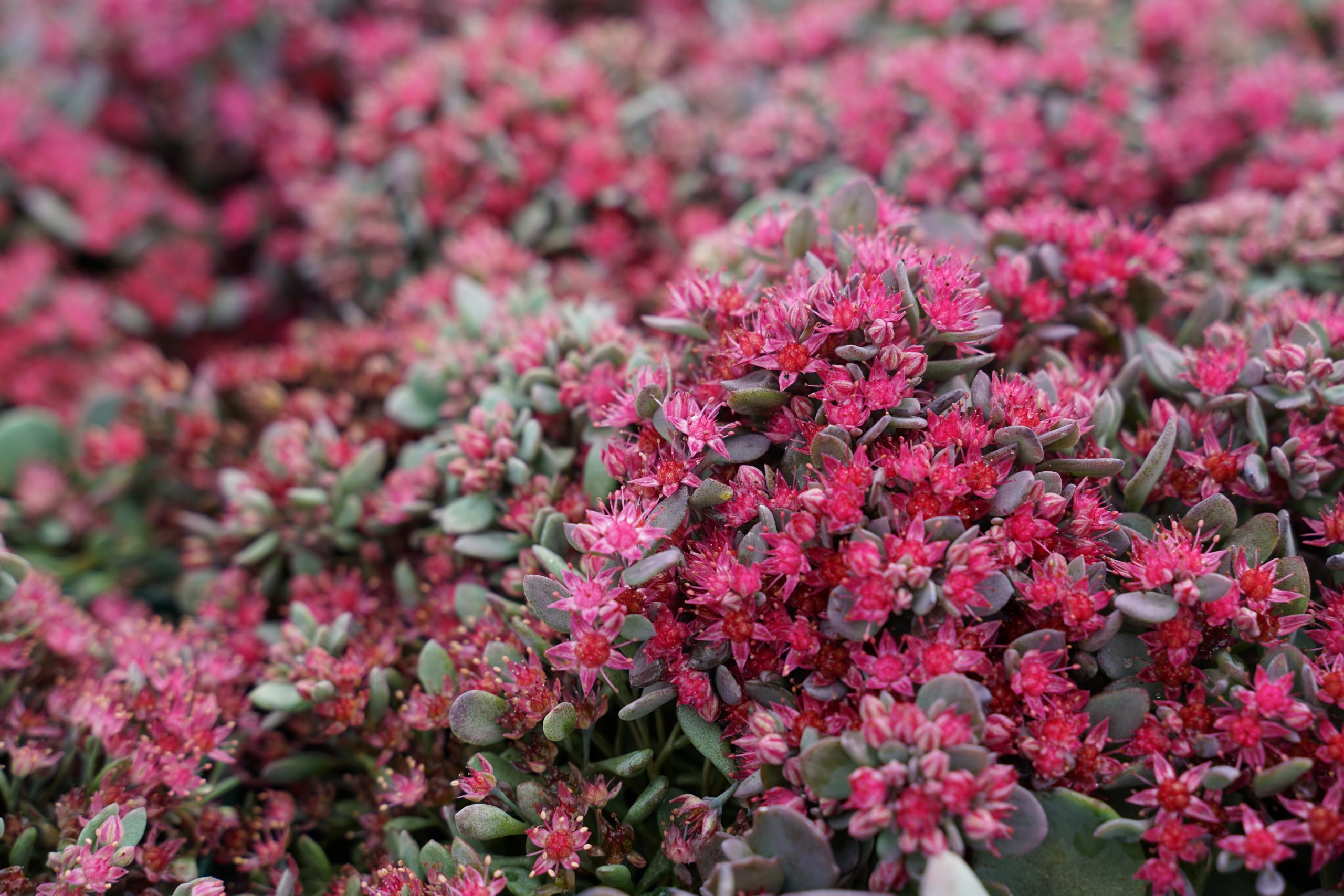 4218_sedum_cauticola_SS_002.jpeg