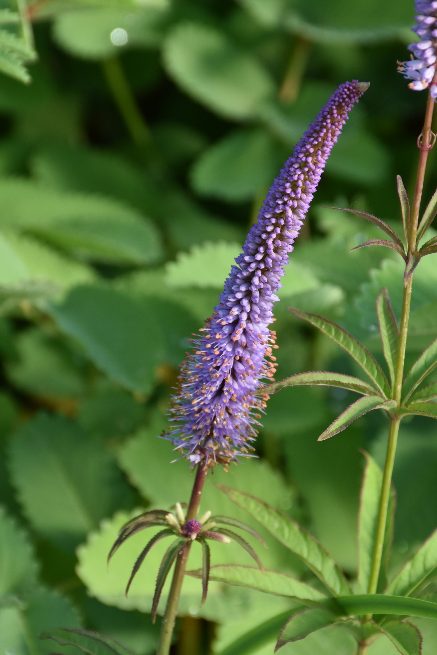 7327_veronicastrum_sibiricum_cupid_XS_005.jpg