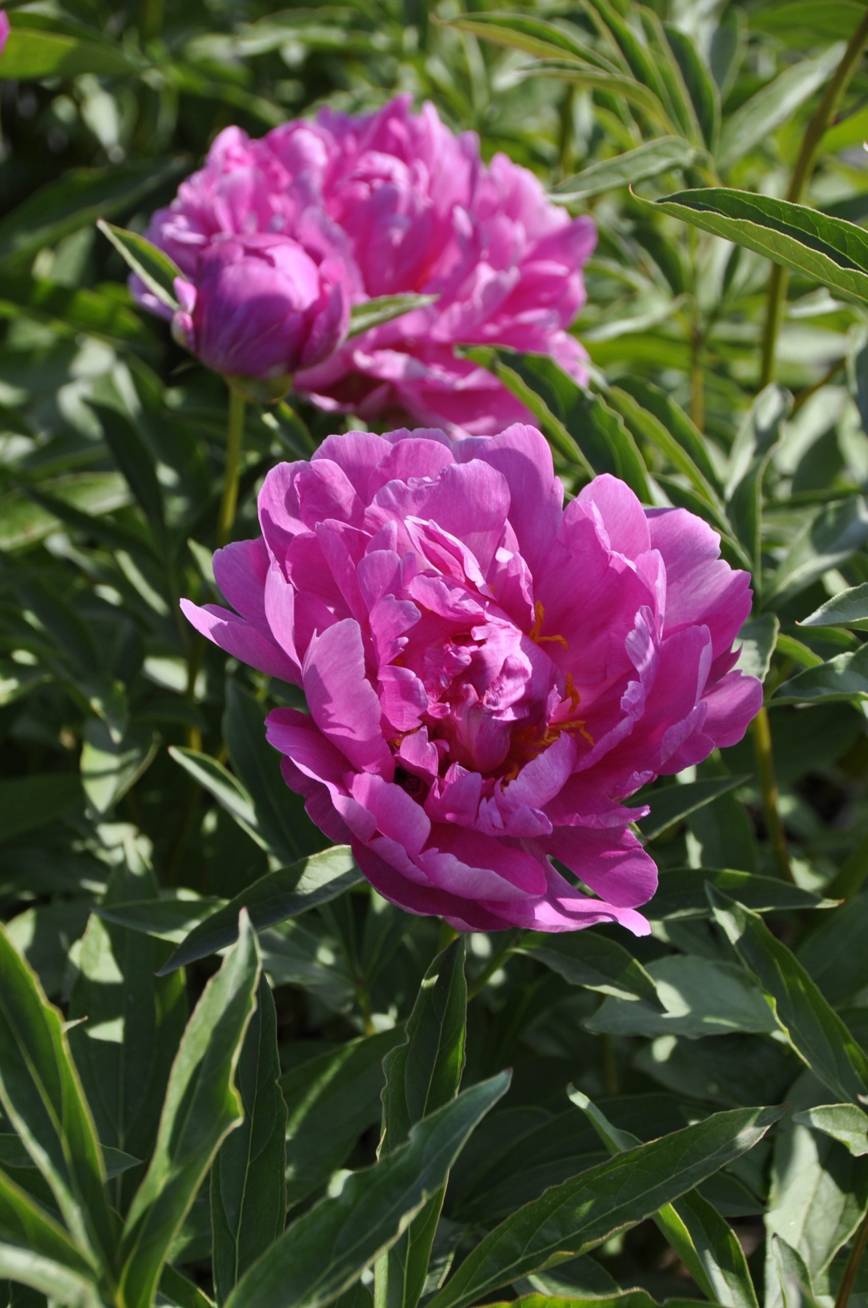 8012_paeonia_lactiflora_bunker_hill_BG_003.jpg
