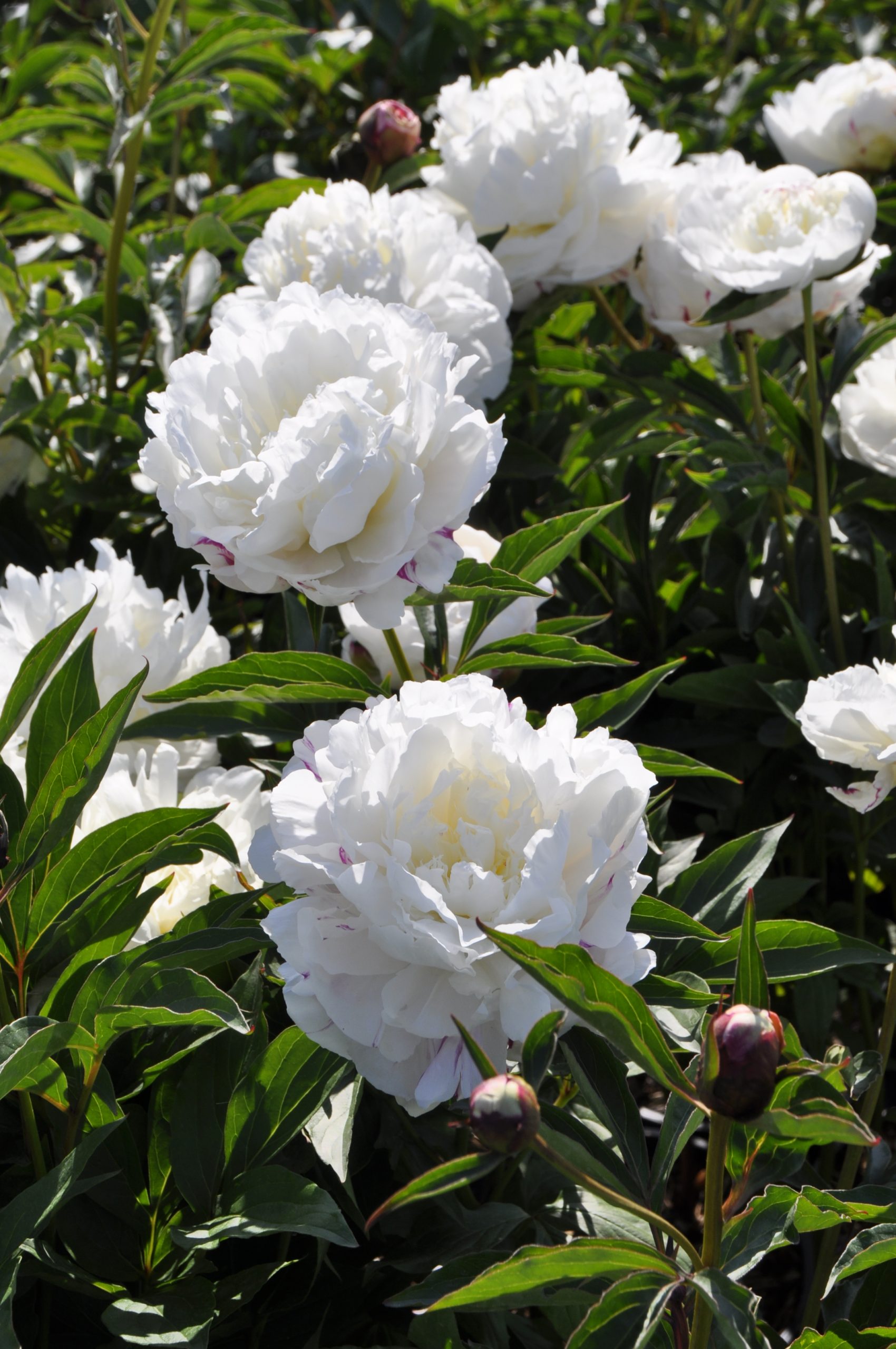 8019_paeonia_lactiflora_shirley_temple_BG_003.jpg