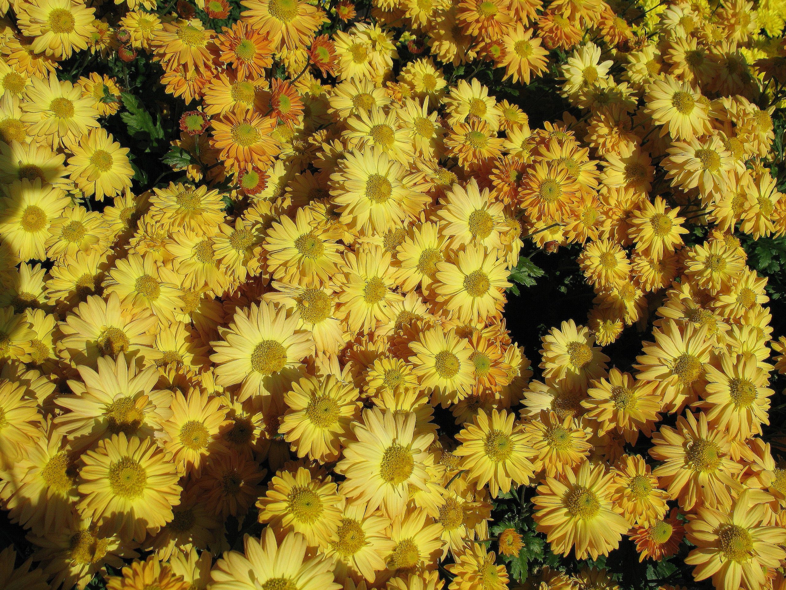 8478_chrysanthemum_hortorum_goldmarianne_FS_003.jpg