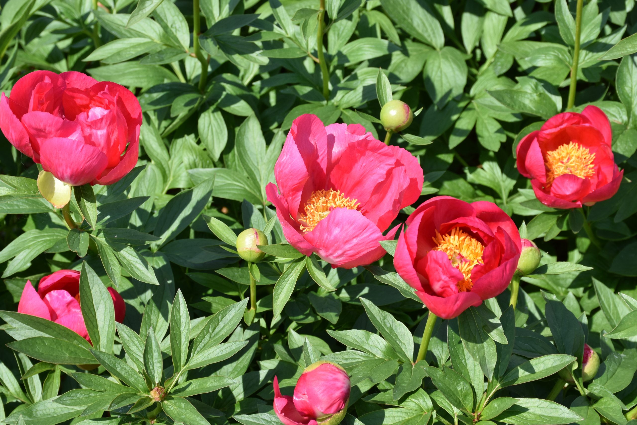 8651_paeonia_lactiflora_flame_XS_005.jpg
